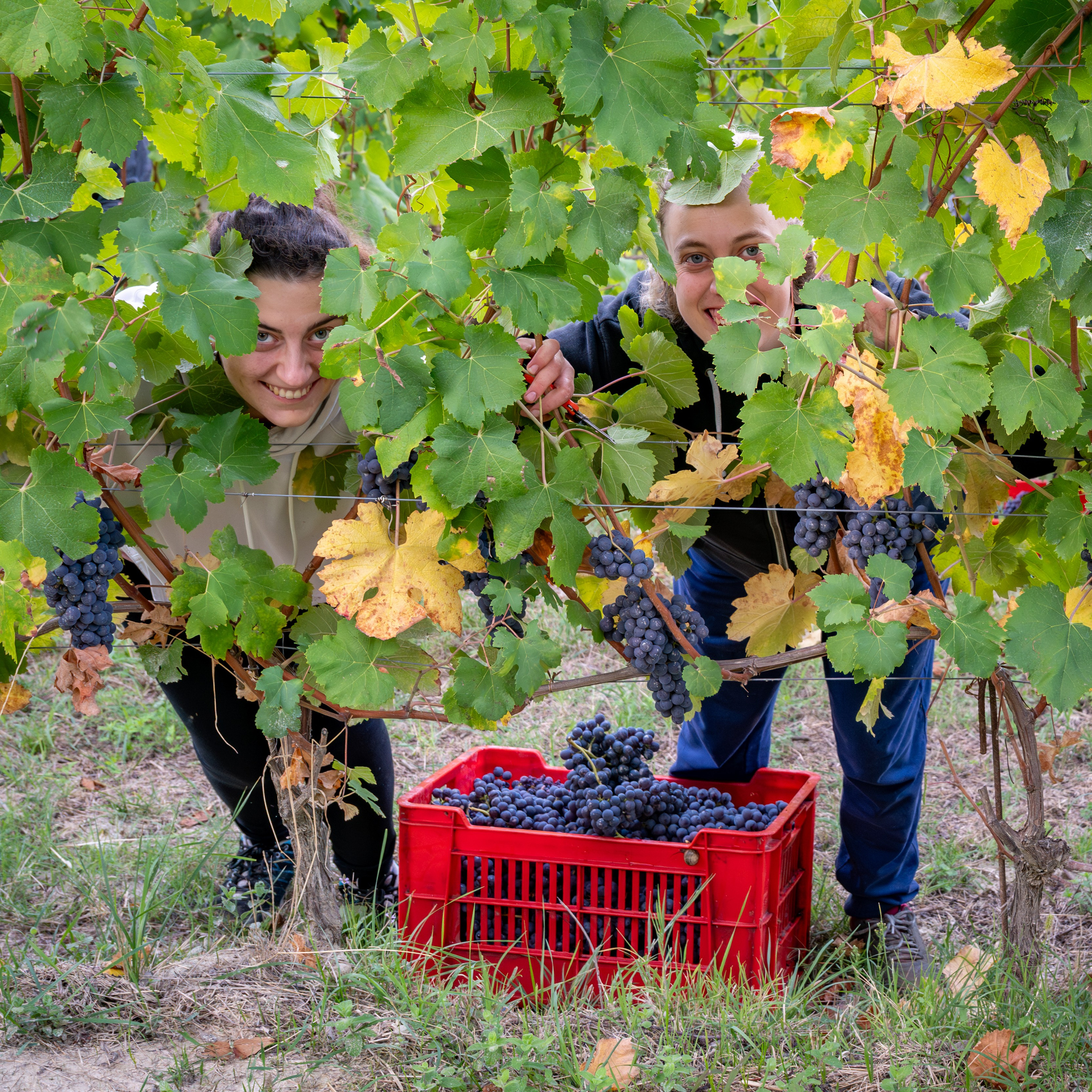 Cantine Boasso Serralunga. “Gianmaria Coscia fotografo per passione”
