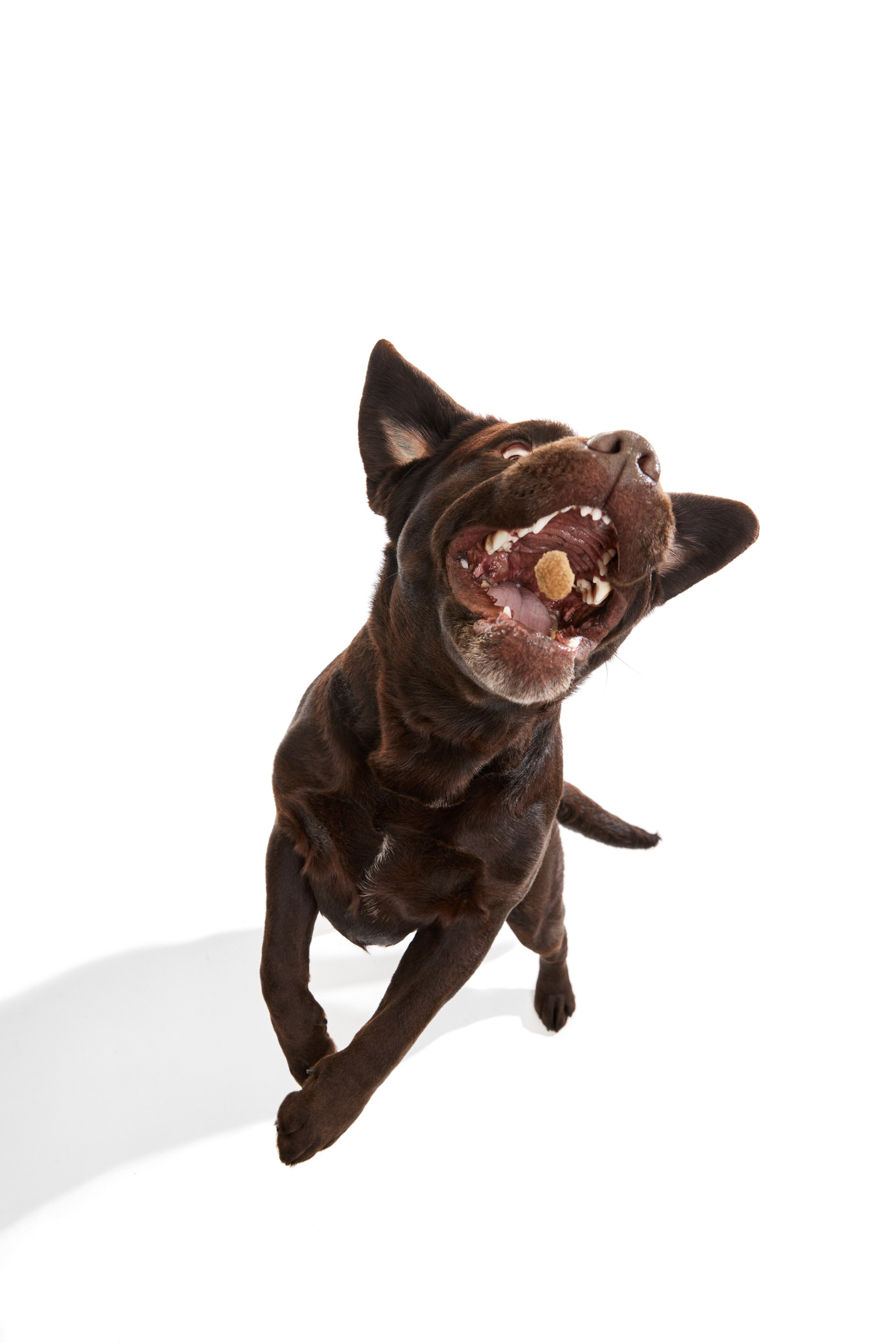 Шоколадний лабрадор ретривер