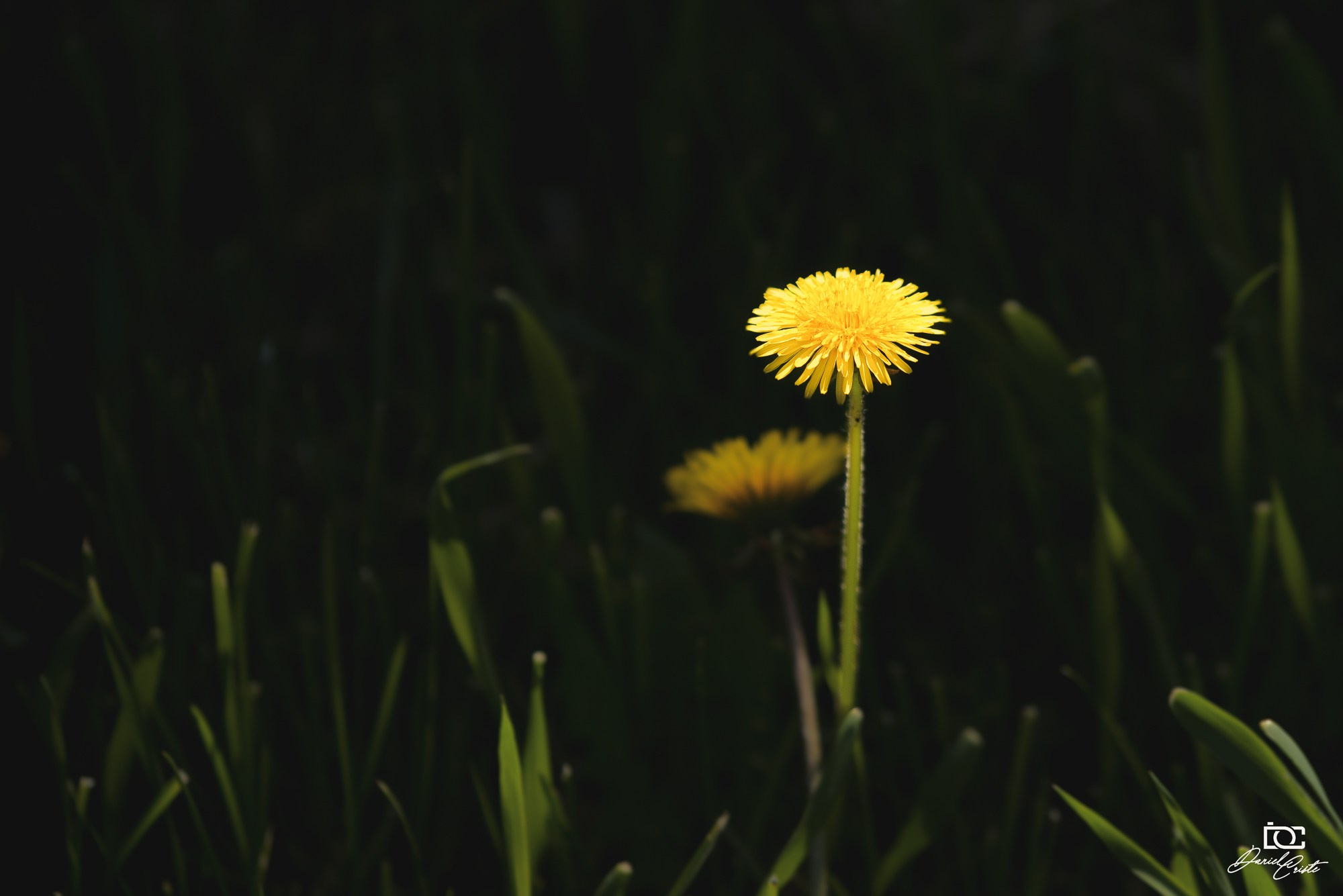 Peisaj /natura. Daniel Criste Fotograf