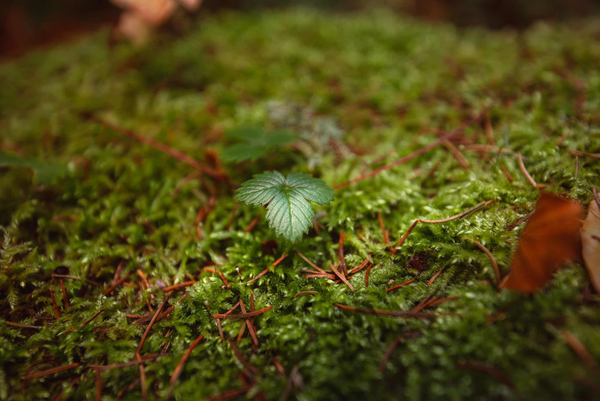 Green moss and small plants on the forest floor, near Altes Wallberghaus.