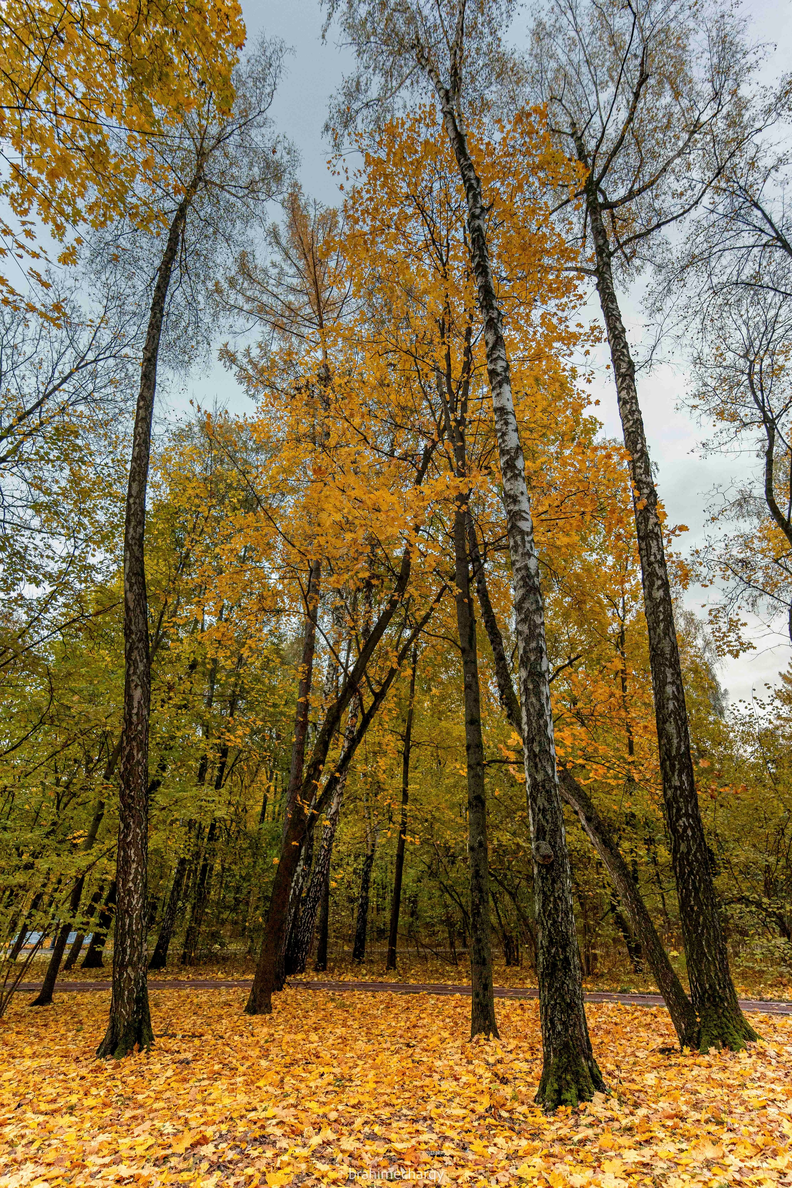 Фото. Брахим — фотограф