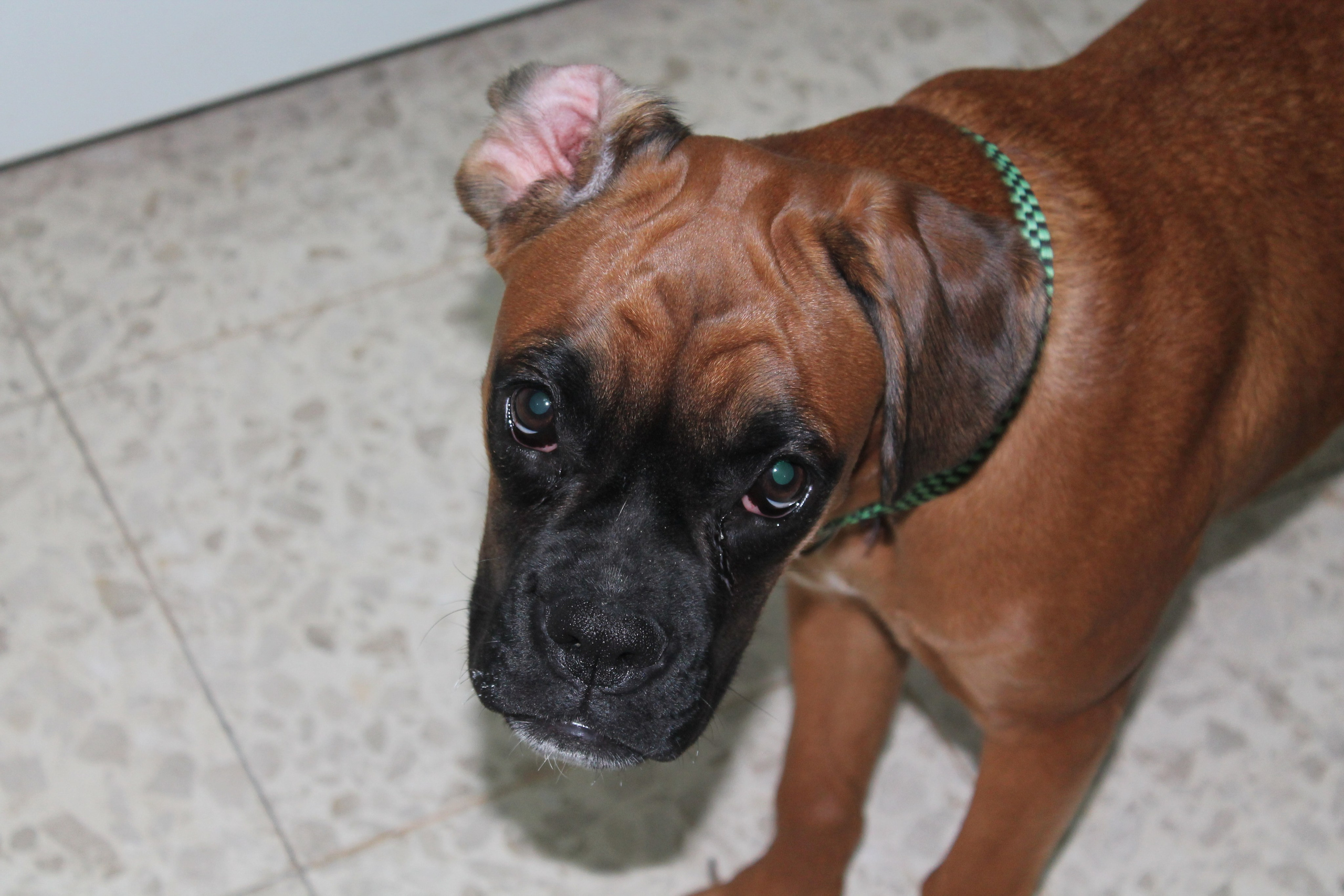 My ״Star״ Boxer Dog
