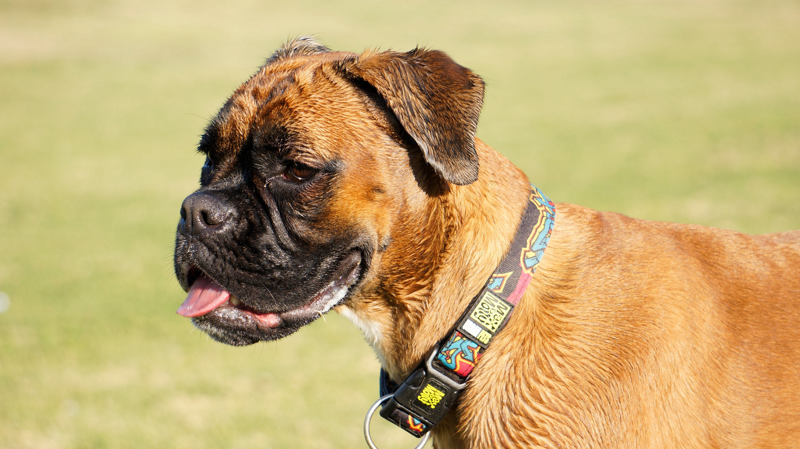 My ״Star״ Boxer Dog