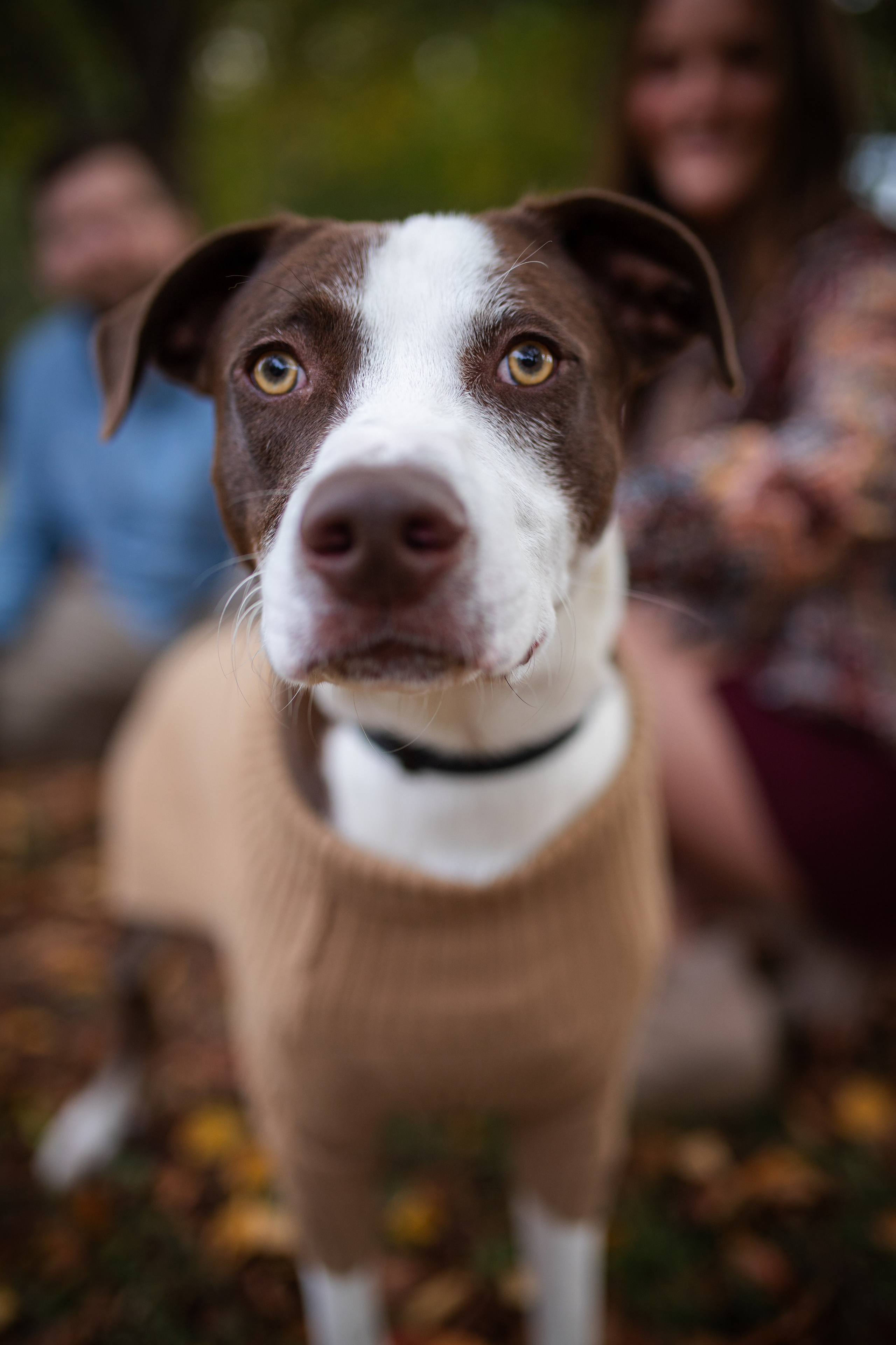 Lindsay, Will and Moose. Oxana Photographer in Charlotte, NC