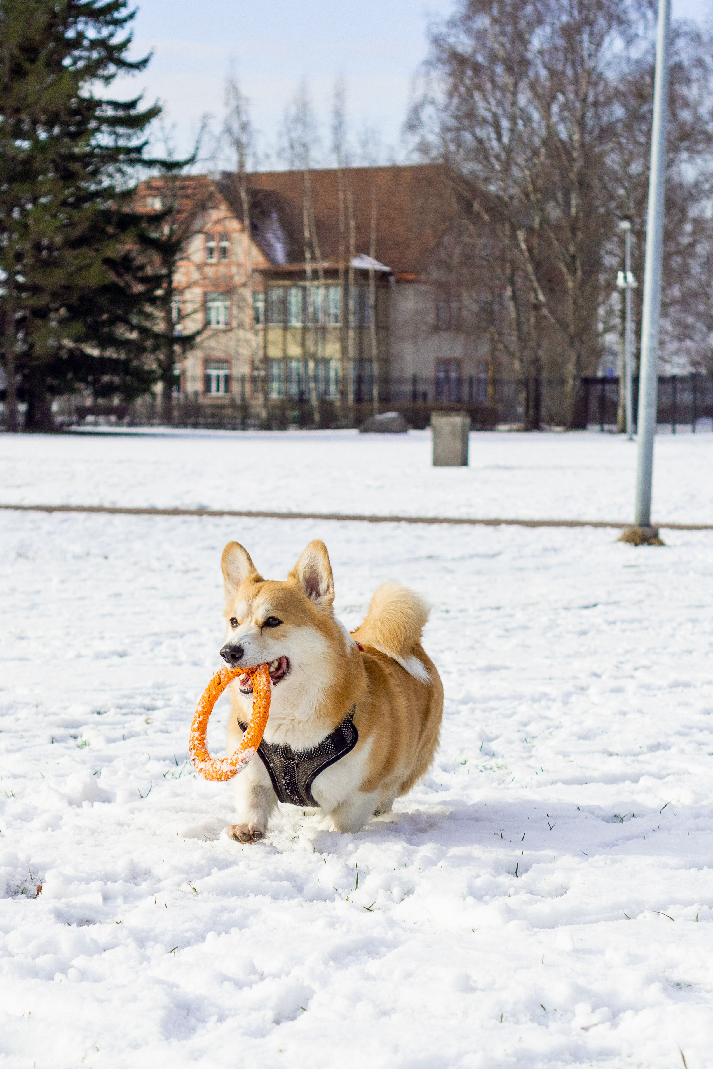 Corgi party, 23 feb. 2025. Kat Laisaar — Pet photographer in Tallinn