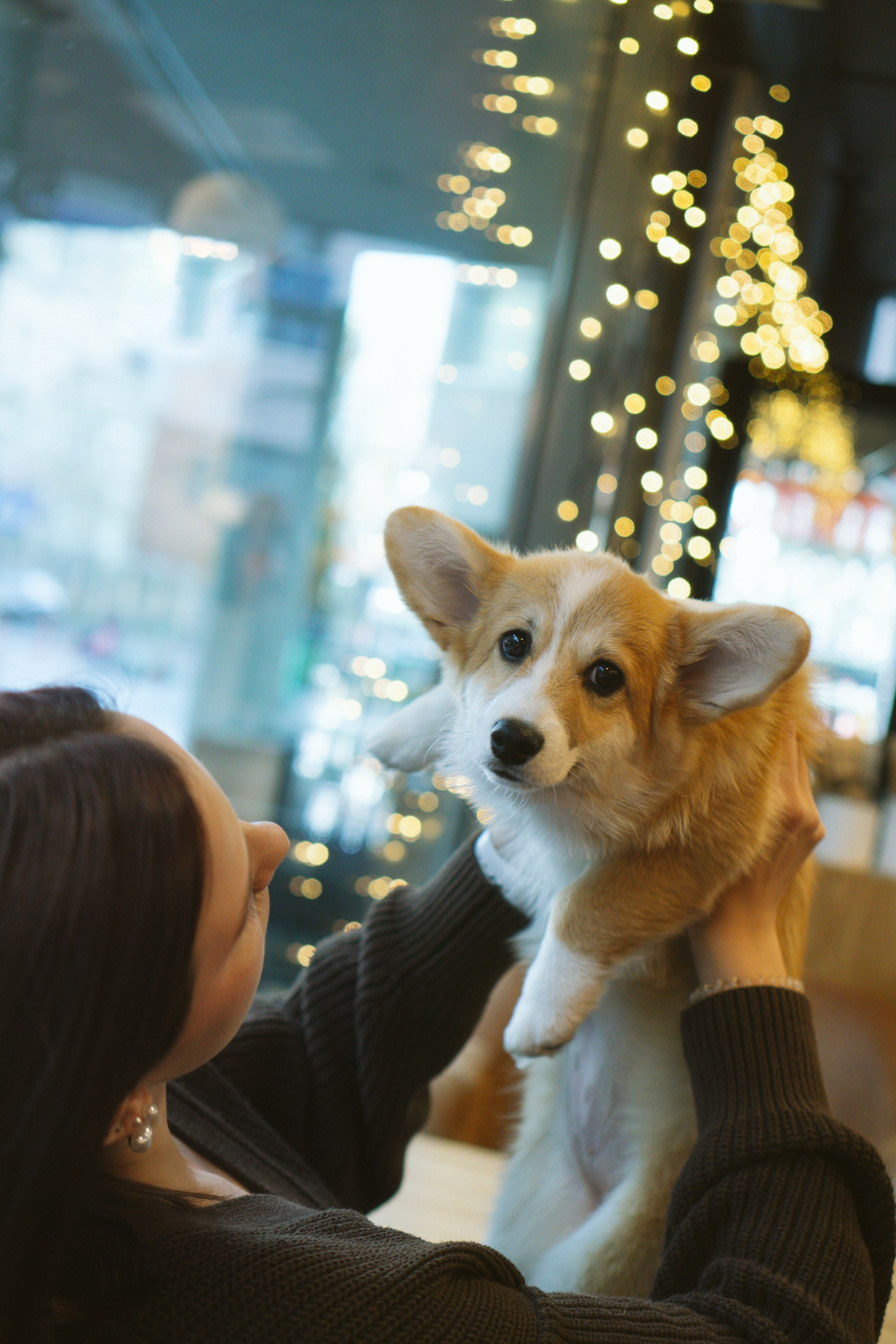 Anastasia and her Ada, Pembroke Welsh Corgi. Kat Laisaar — Pet photographer in Tallinn