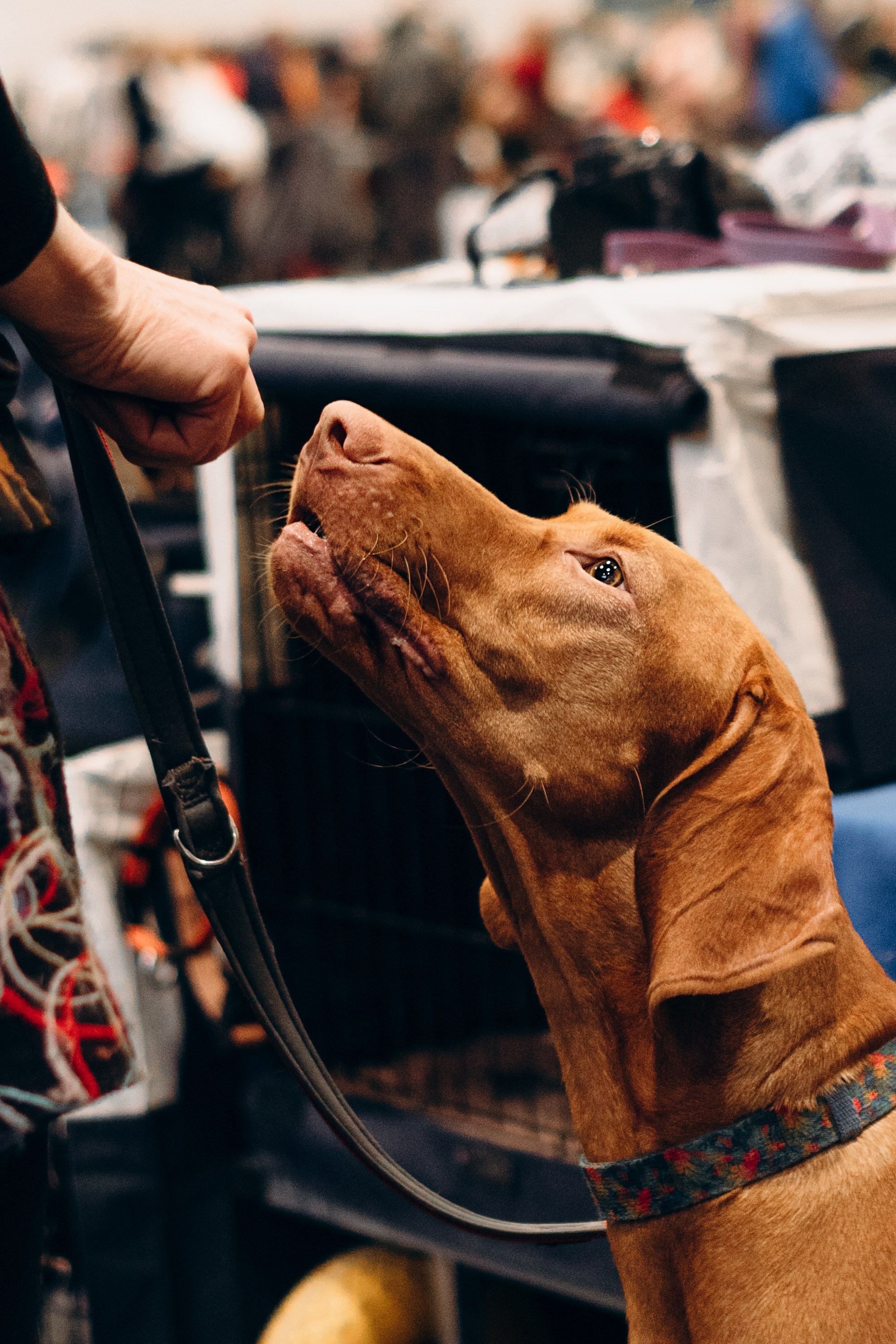 Pärnu dog weekend photo report. Kat Laisaar — Pet photographer in Tallinn