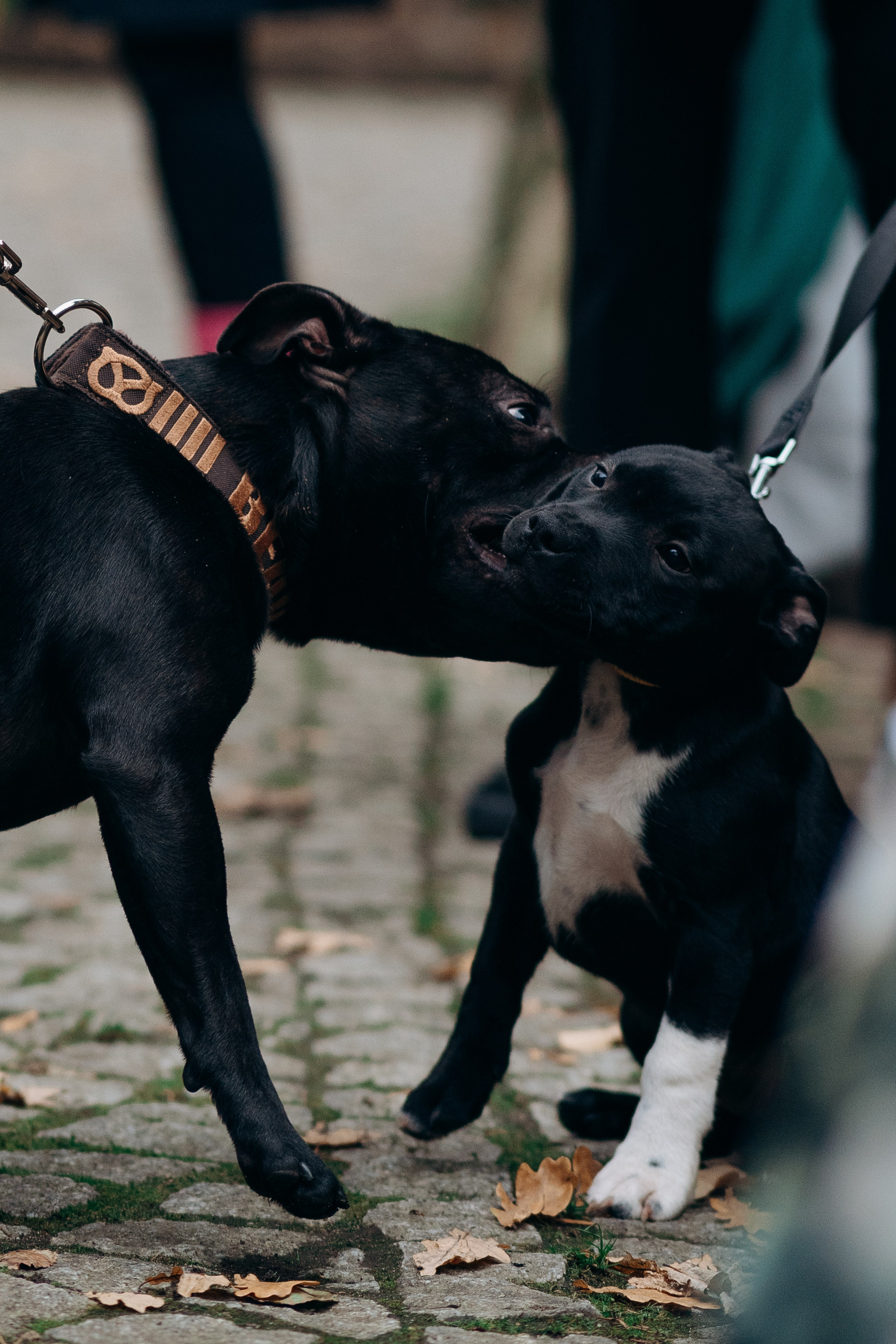 Staffordshire Bull Terriers Meetup. Kat Laisaar — Pet photographer in Tallinn