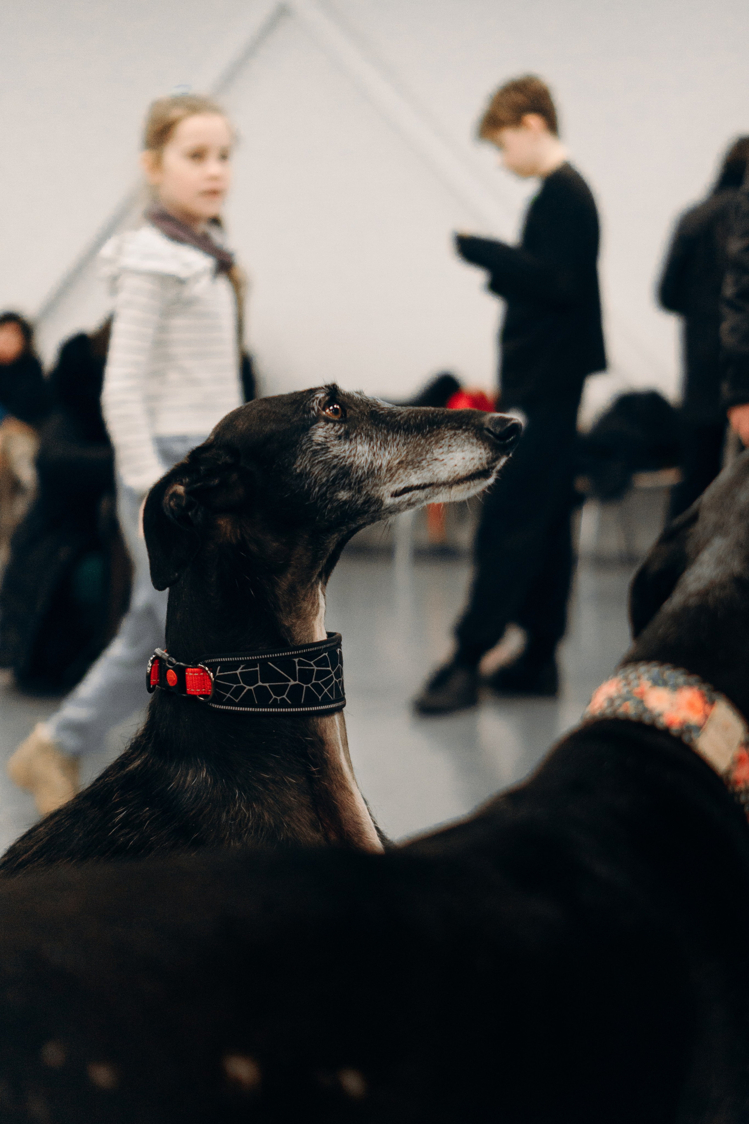 GalgoTreff / PetCity Rannamõisa, 13 apr. 2025. Kat Laisaar — Pet photographer in Tallinn