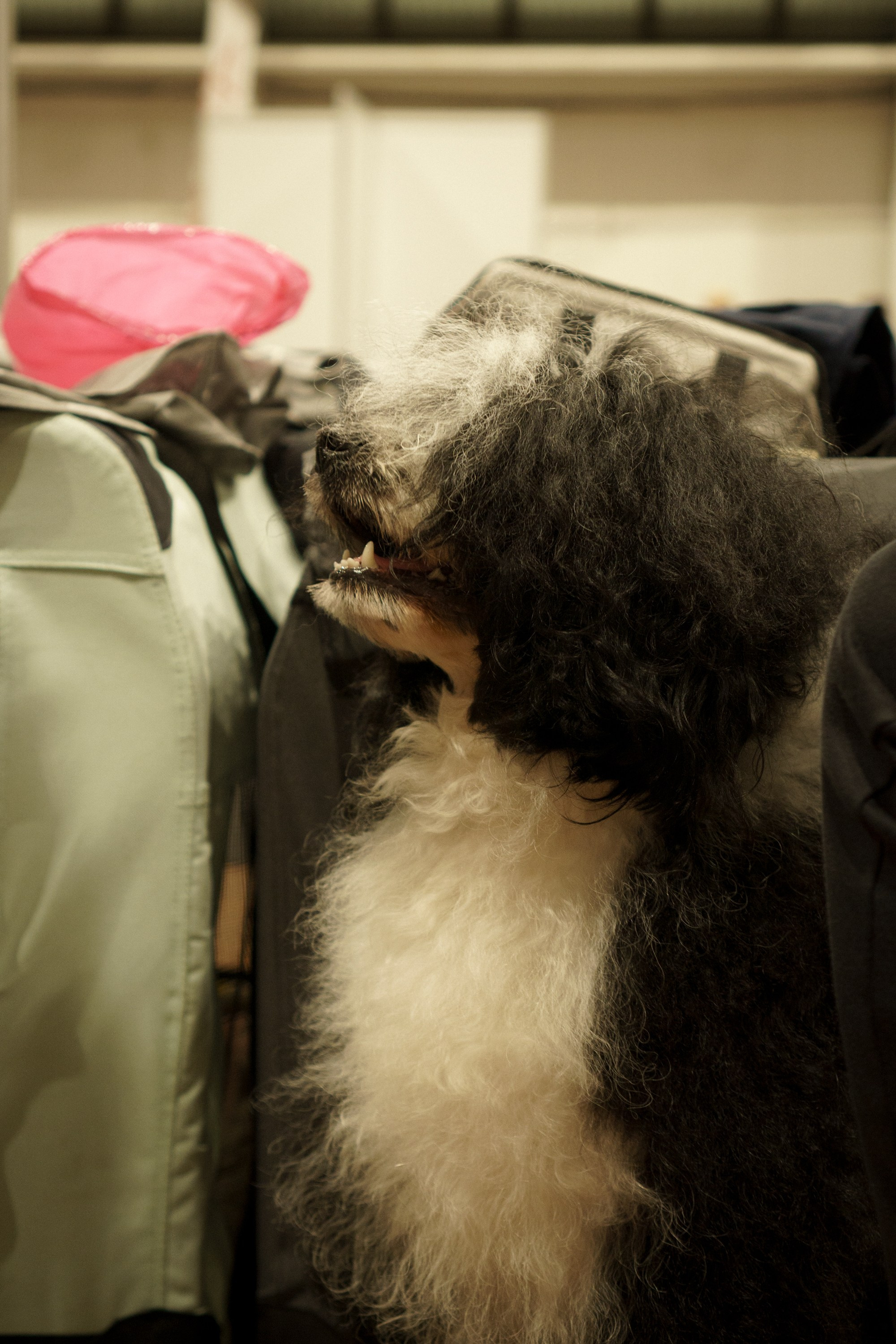 Tartu International Dog Show. Kat Laisaar — Pet photographer in Tallinn