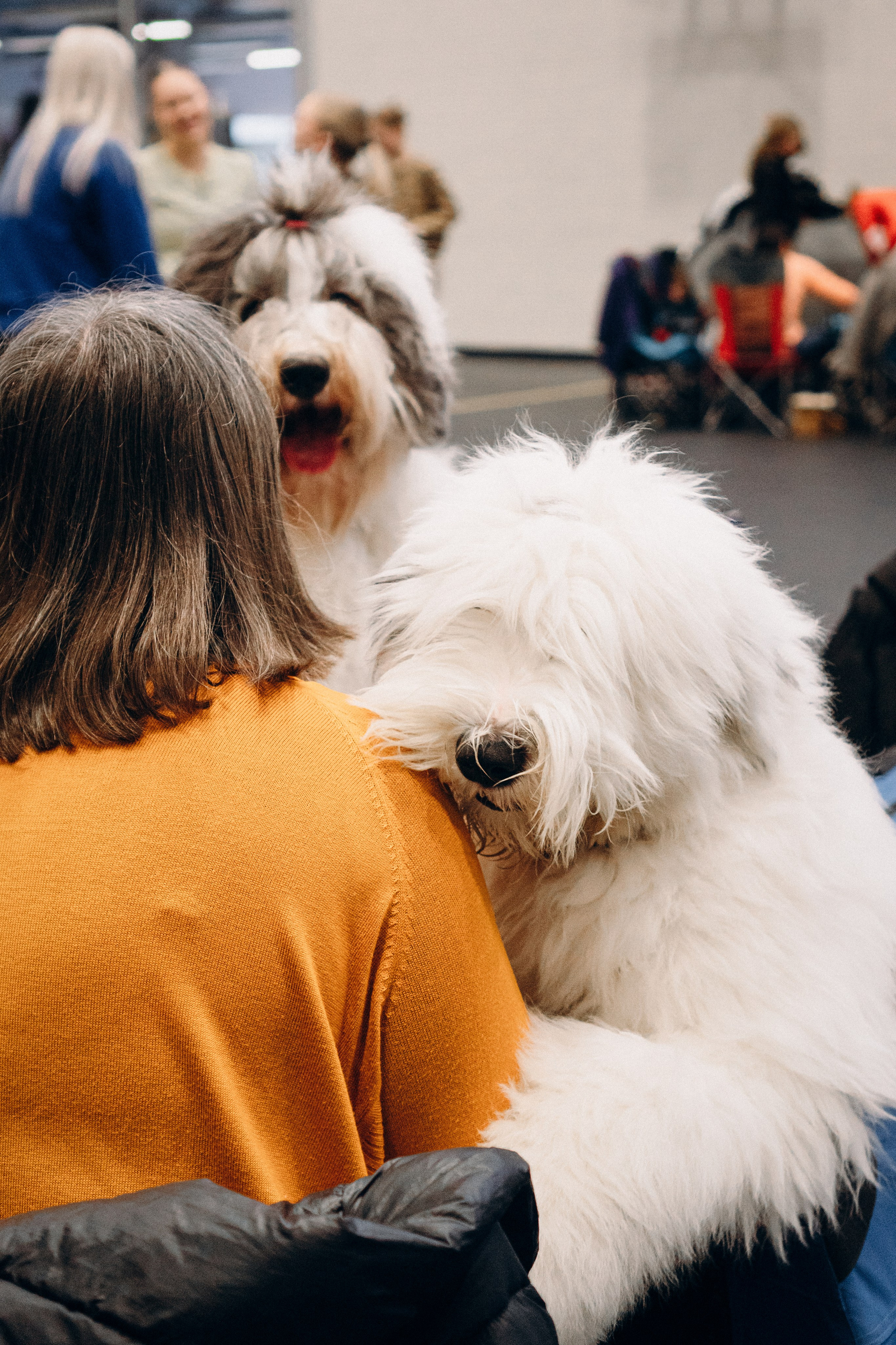 Pärnu dog weekend photo report. Kat Laisaar — Pet photographer in Tallinn