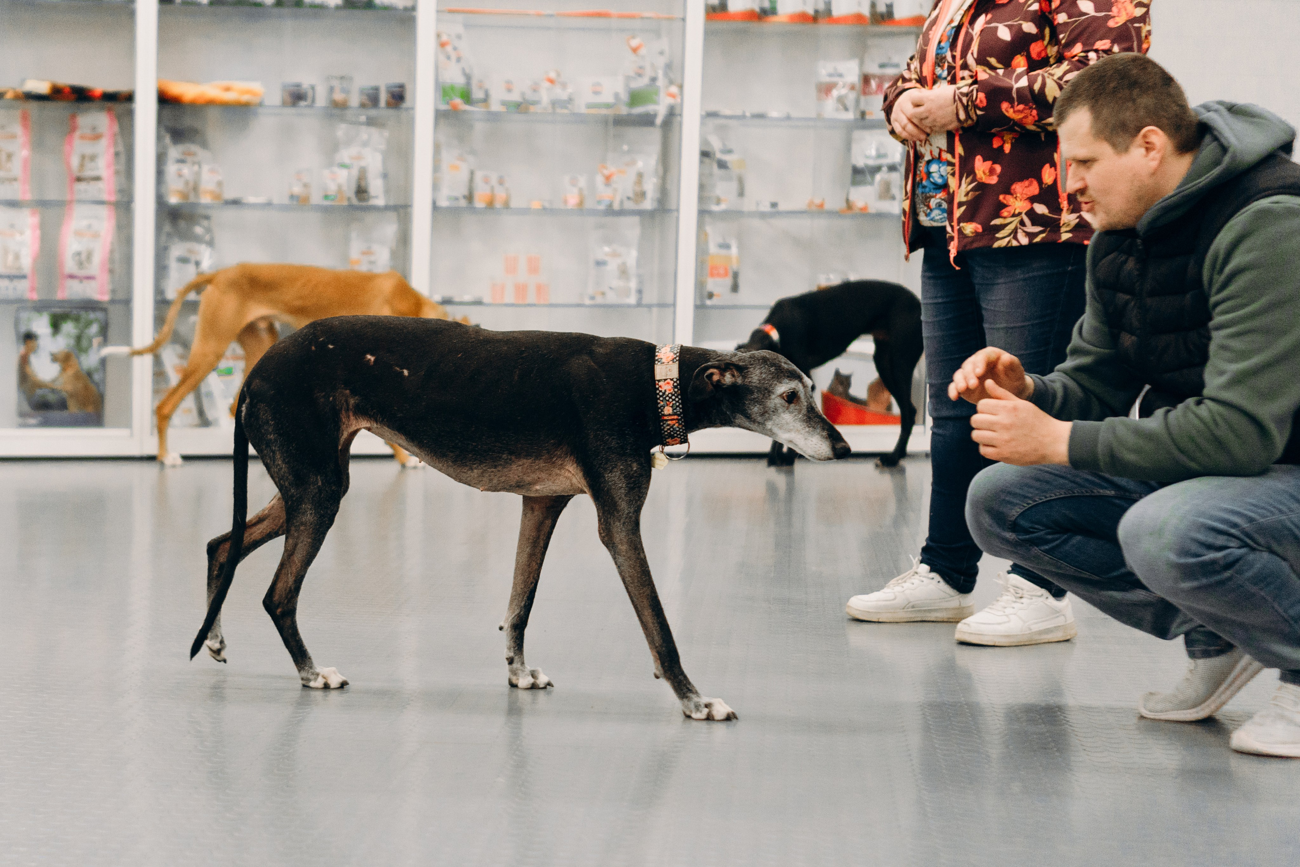 GalgoTreff / PetCity Rannamõisa, 13 apr. 2025. Kat Laisaar — Pet photographer in Tallinn