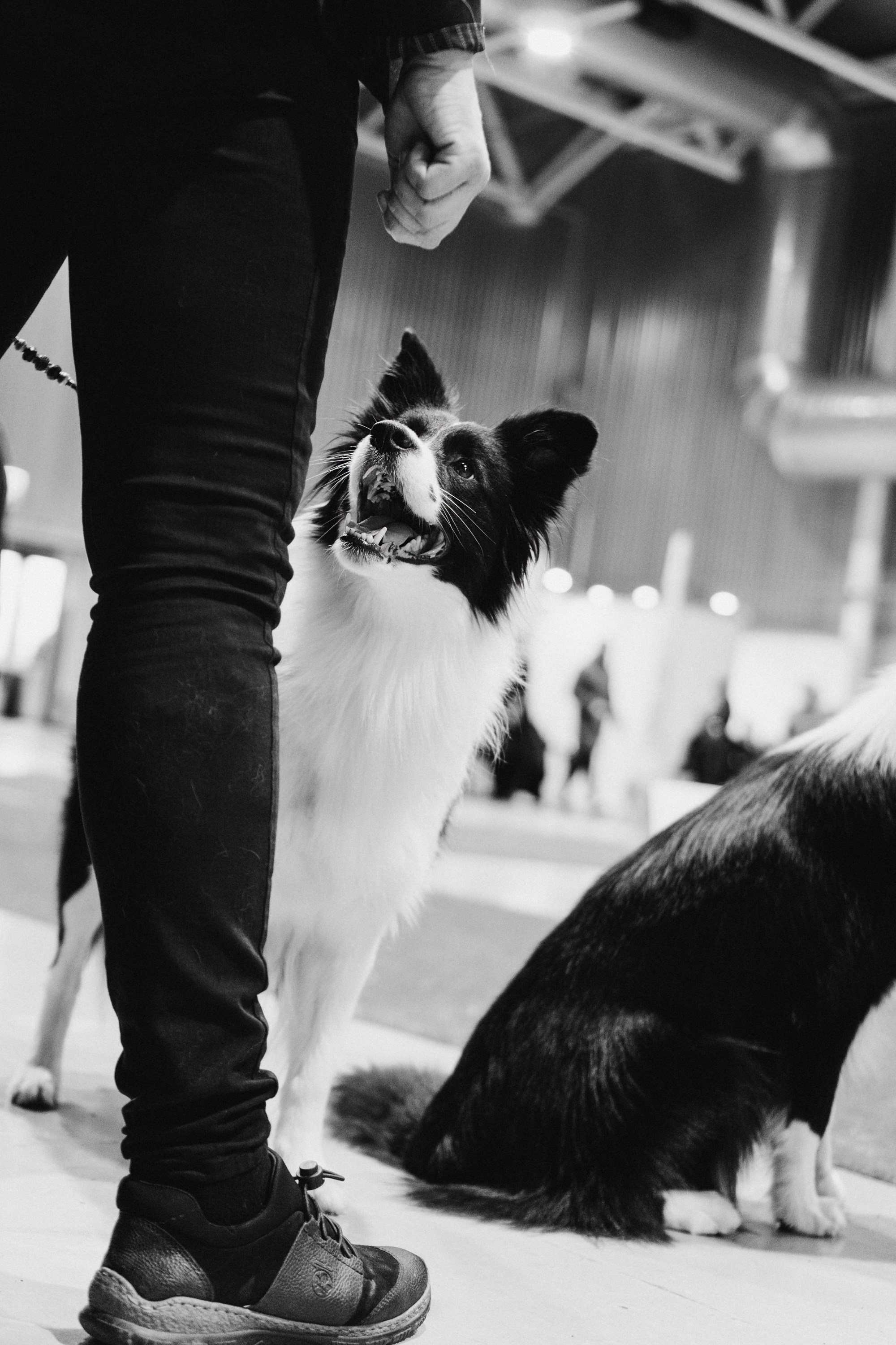 Tartu International Dog Show. Kat Laisaar — Pet photographer in Tallinn