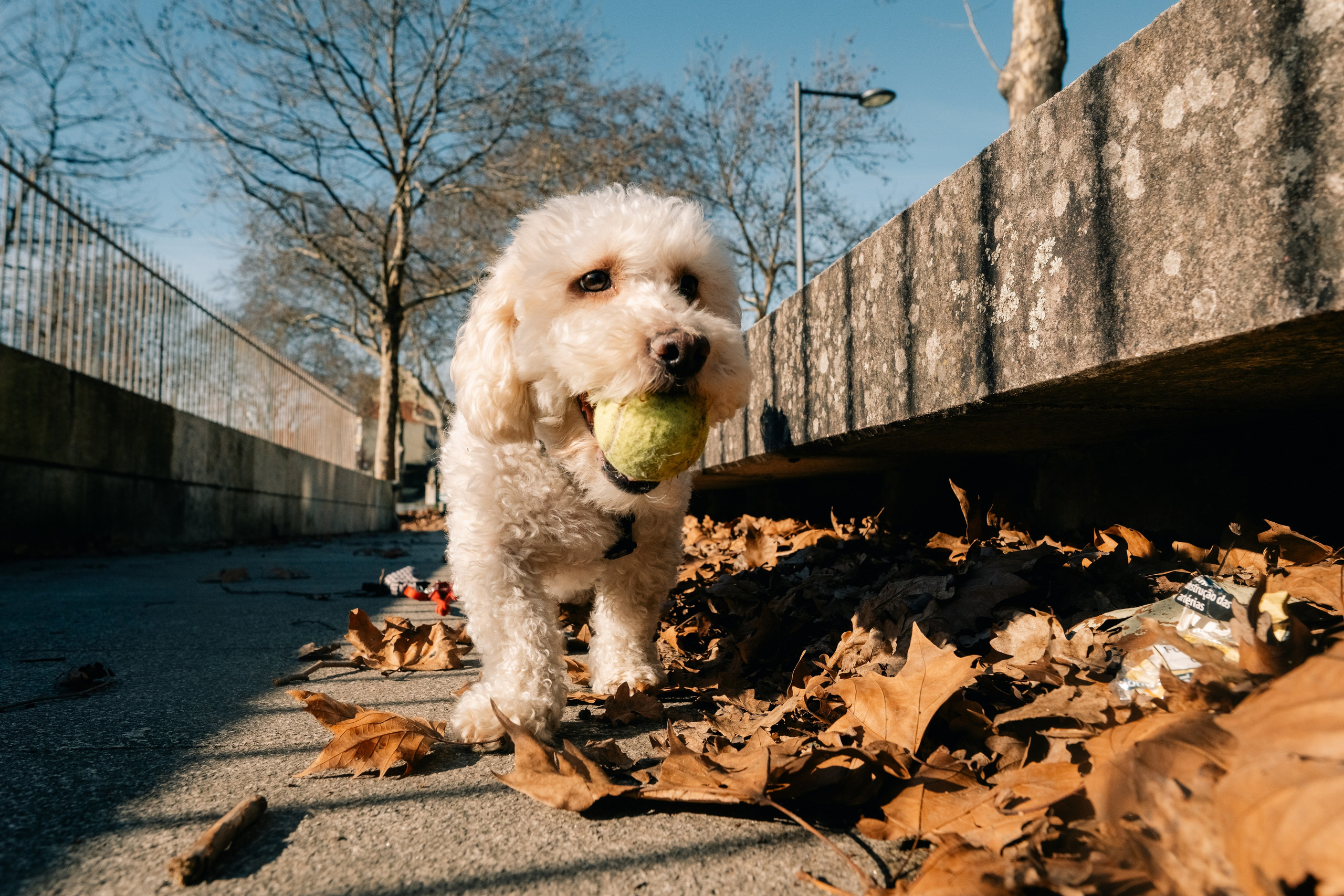 Yana & Doggos in Bonfim. Maria Sher. Professional photographer from Porto, Portugal