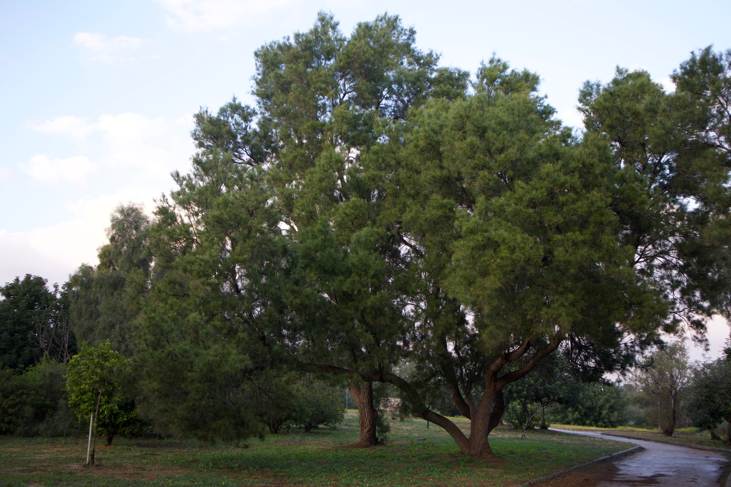 ISRAEL and beautiful people