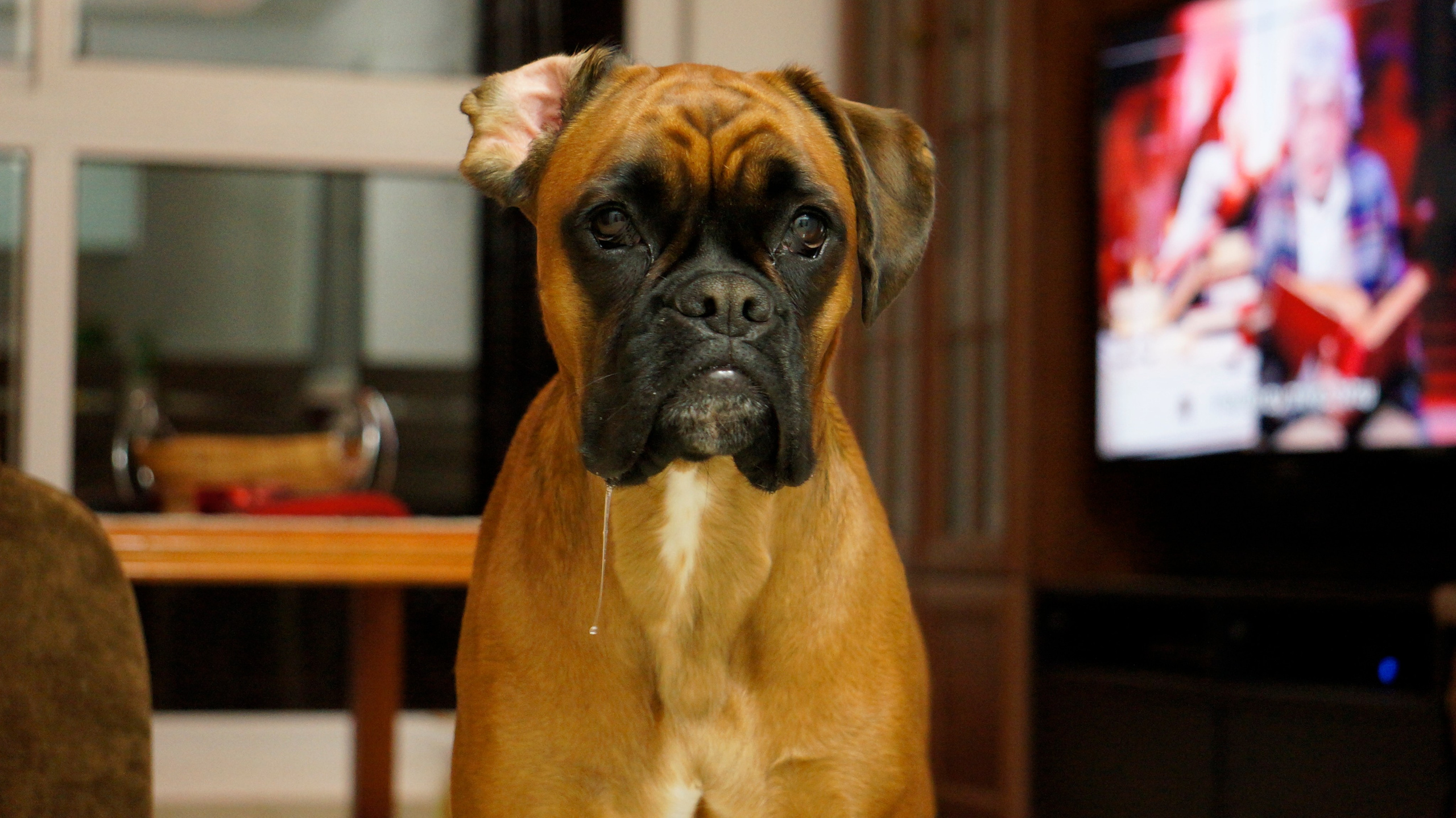 My ״Star״ Boxer Dog