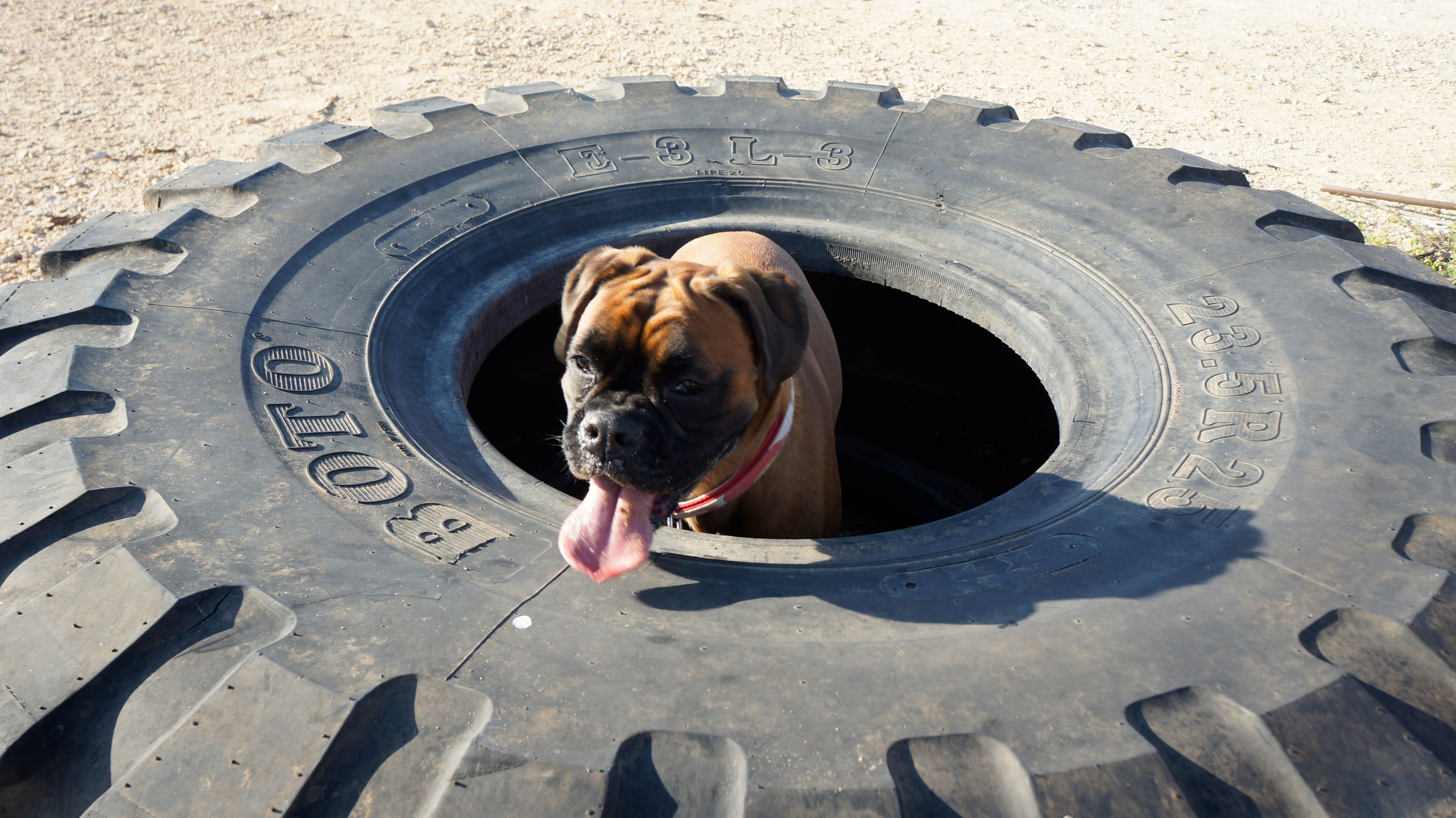 My ״Star״ Boxer Dog