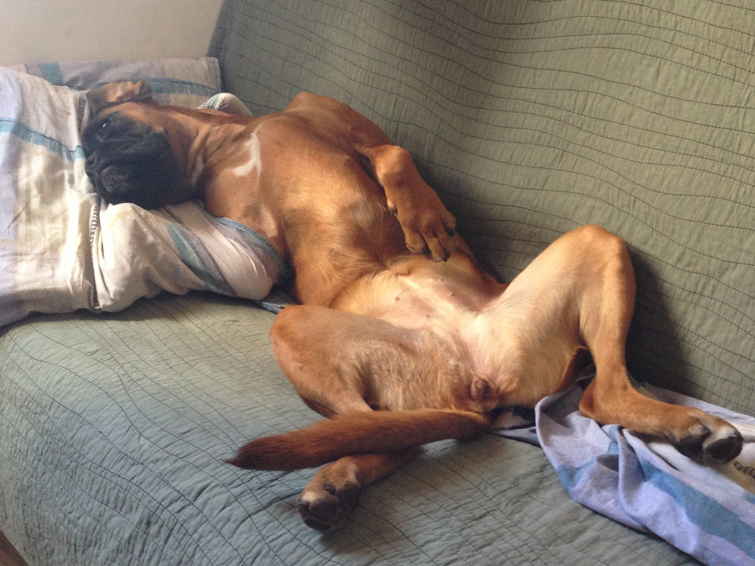 My ״Star״ Boxer Dog