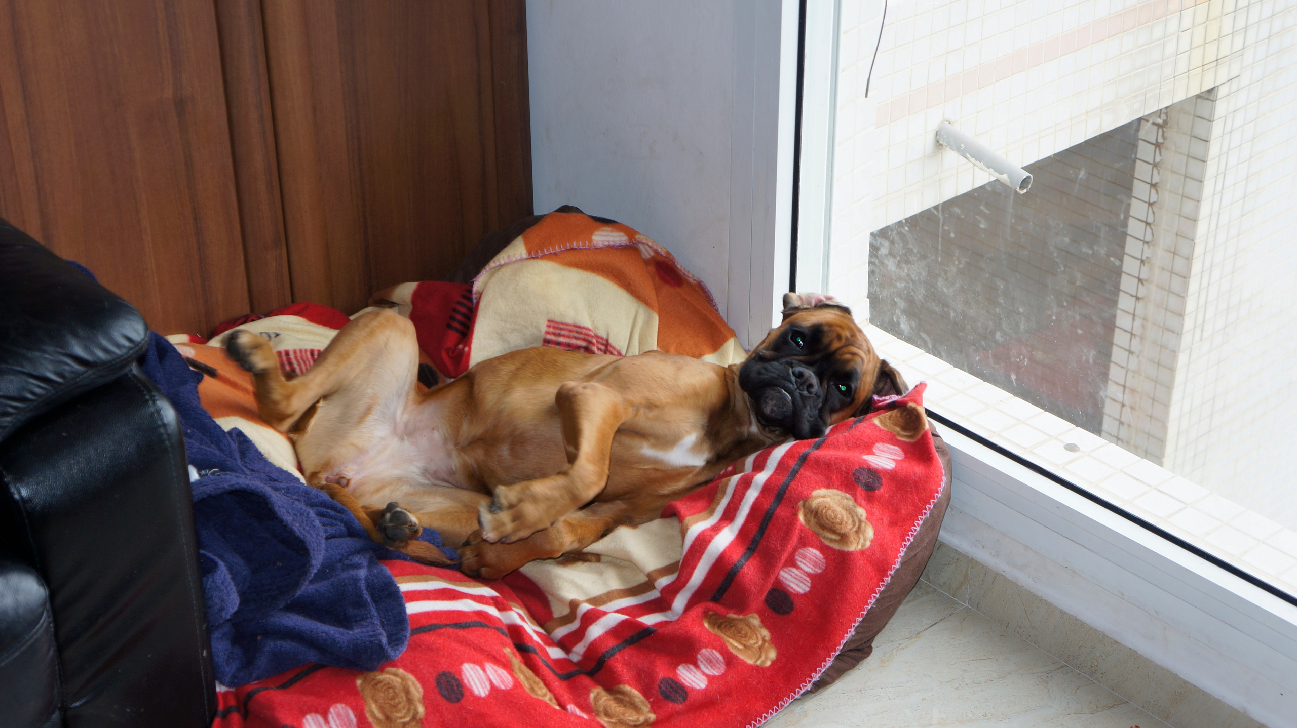 My ״Star״ Boxer Dog