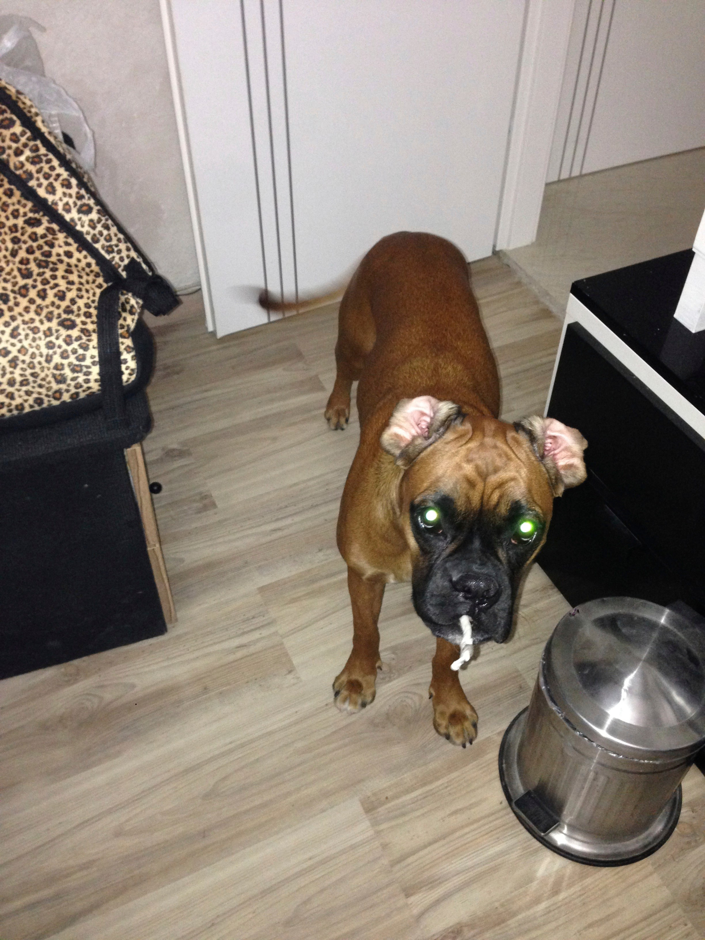 My ״Star״ Boxer Dog