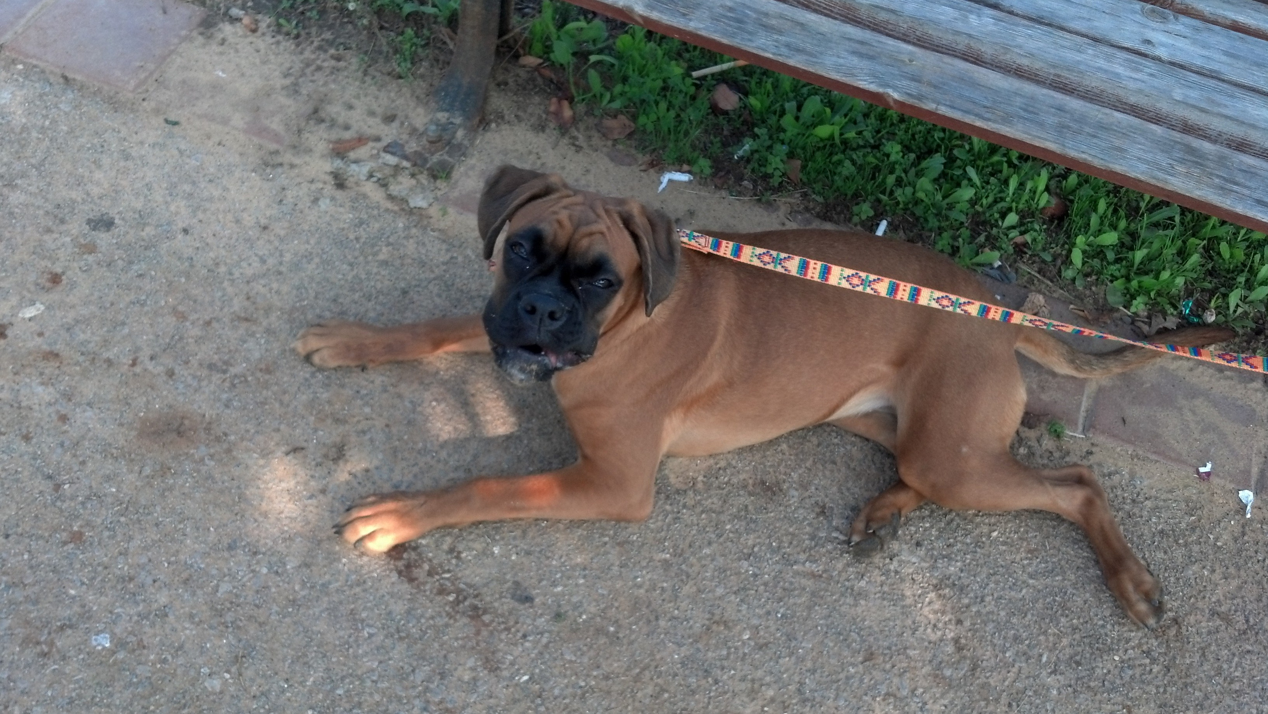 My ״Star״ Boxer Dog