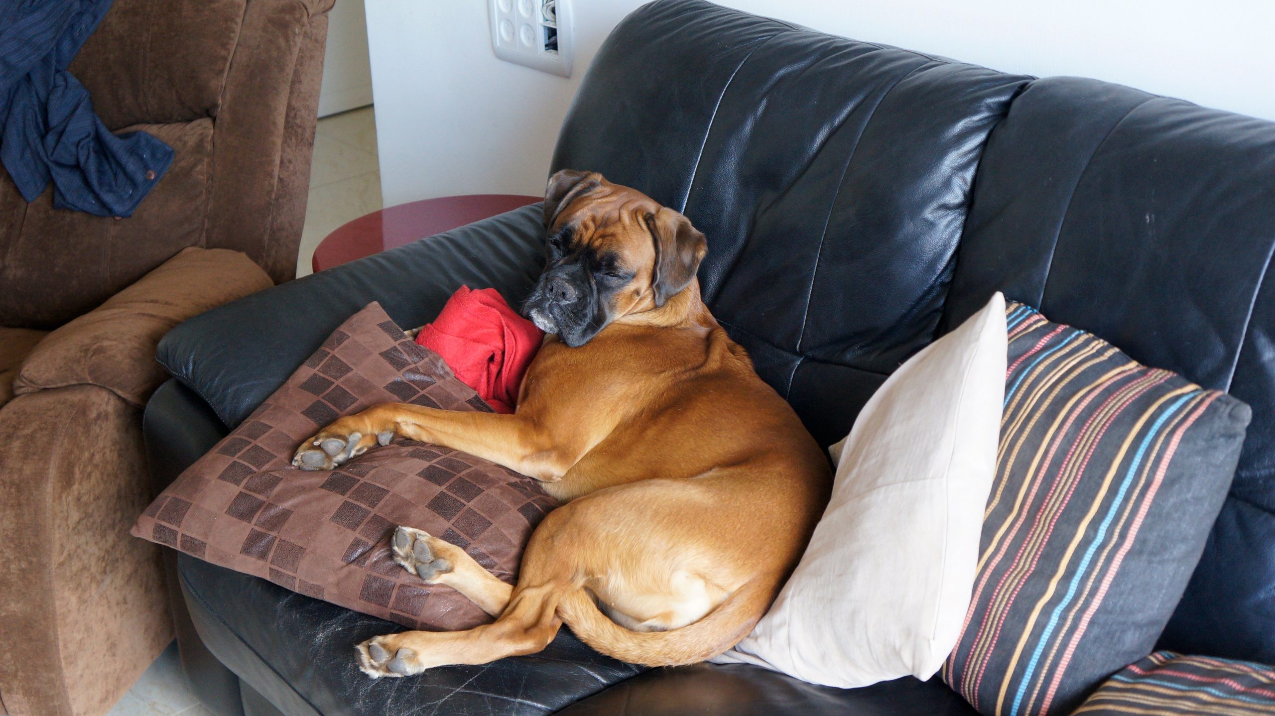 My ״Star״ Boxer Dog