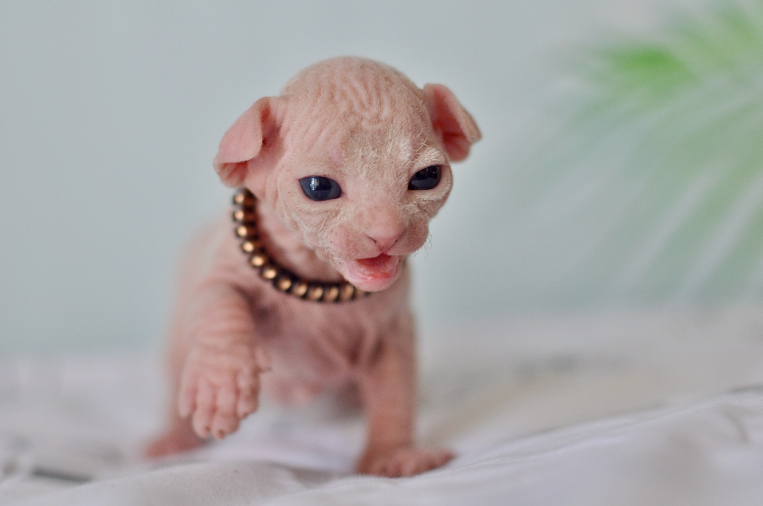 Sphynx kittens. A cattery of Canadian Sphynx breed, located in Limassol, Cyprus