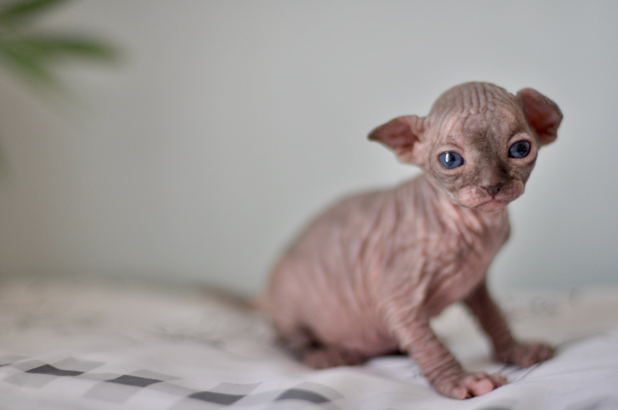 Sphynx kittens UK, Sphynx kittens United Kingdom, Sphynx kittens GB, Sphynx kittens Great Britain, Sphynx kittens London, Sphynx UK, Sphynx United Kingdom, Sphynx GB, Sphynx Great Britain, Sphynx London