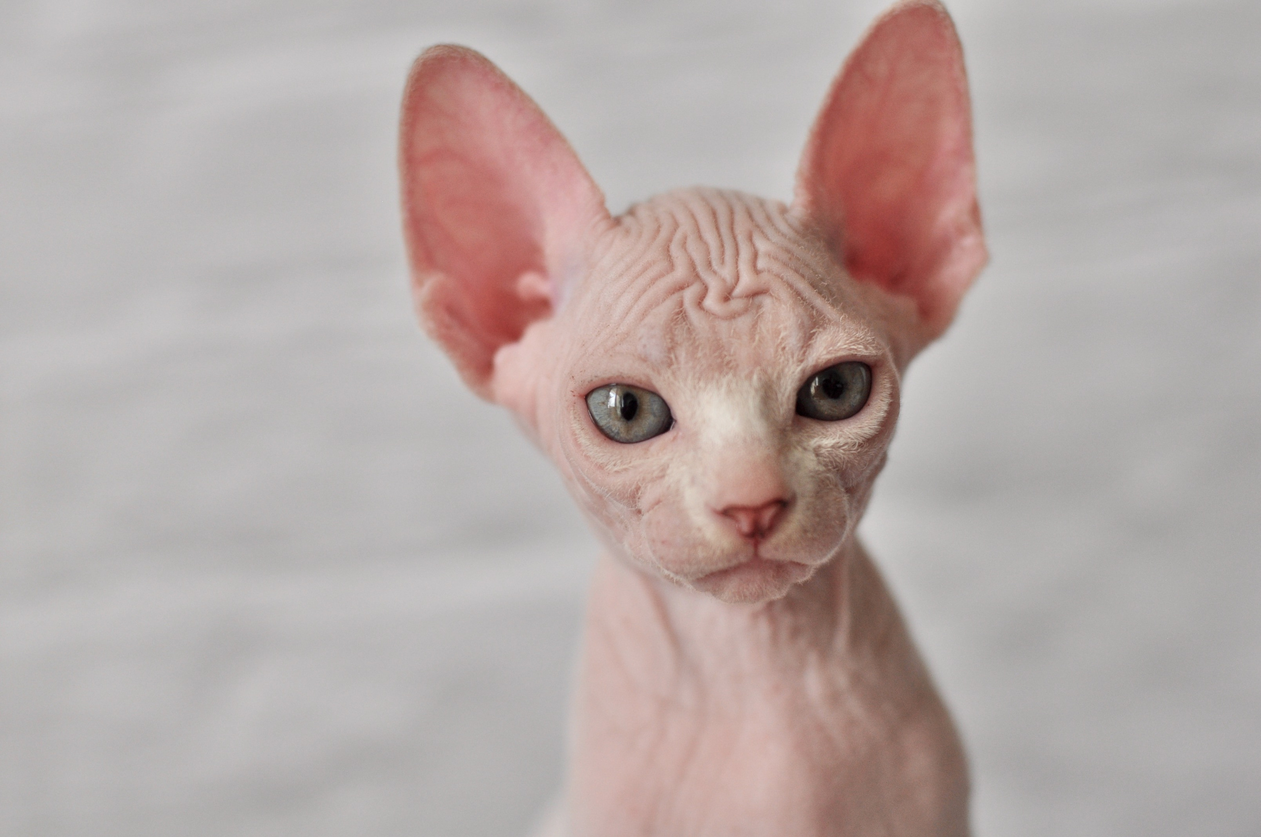 Sphynx kittens. A cattery of Canadian Sphynx breed, located in Limassol, Cyprus
