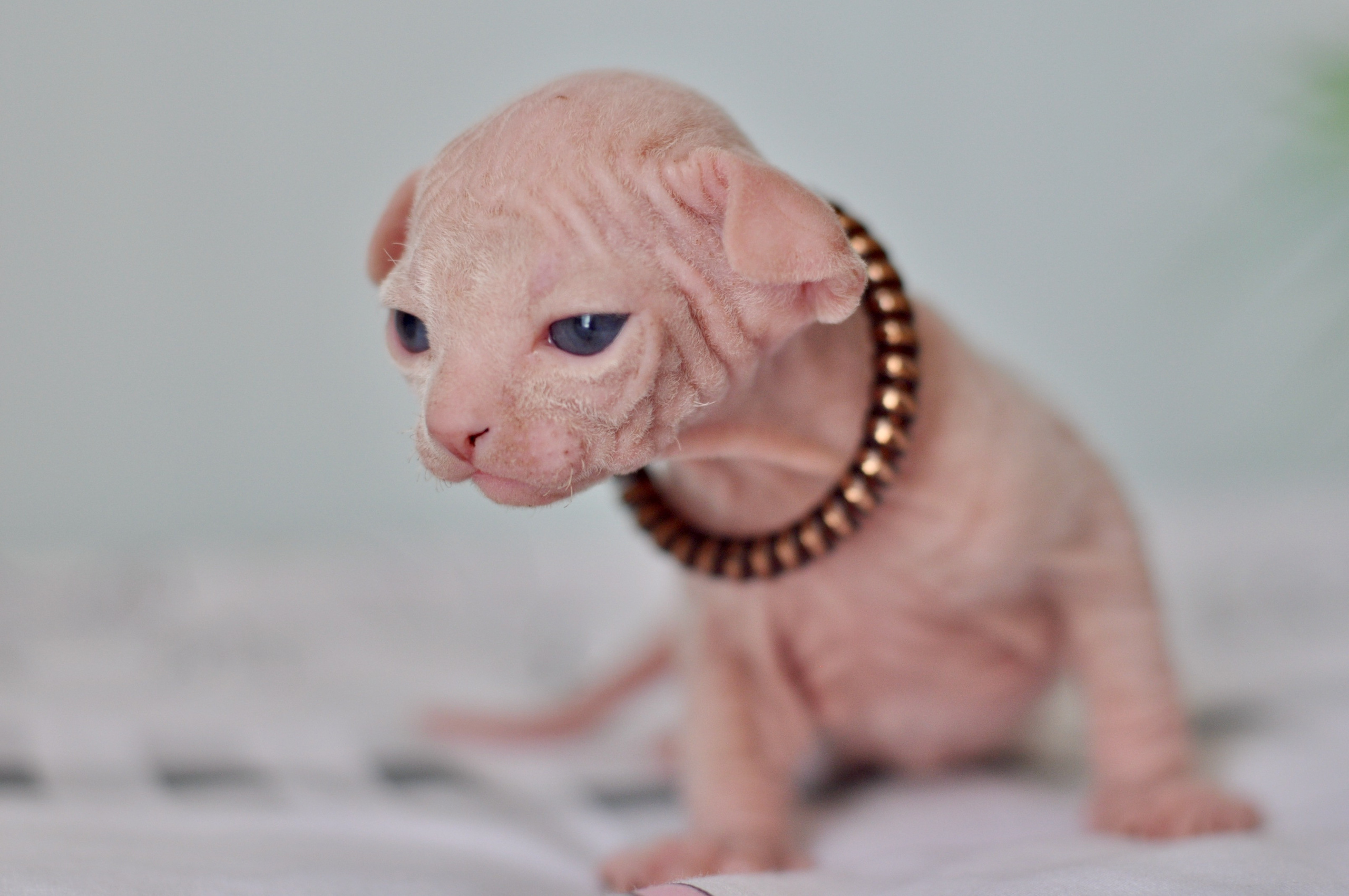 Sphynx kittens. A cattery of Canadian Sphynx breed, located in Limassol, Cyprus