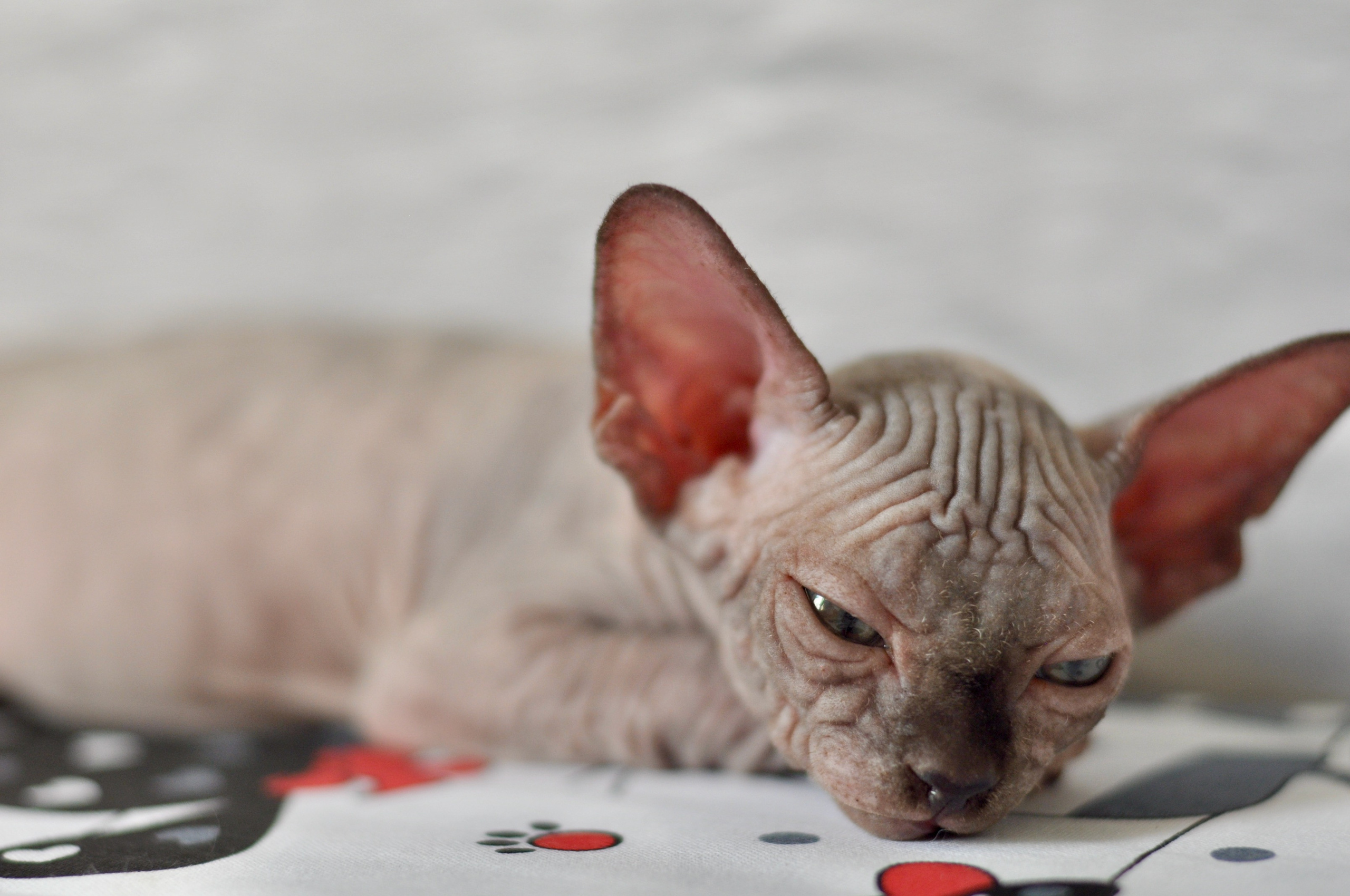 Sphynx kittens UK, Sphynx kittens United Kingdom, Sphynx kittens GB, Sphynx kittens Great Britain, Sphynx kittens London, Sphynx UK, Sphynx United Kingdom, Sphynx GB, Sphynx Great Britain, Sphynx London