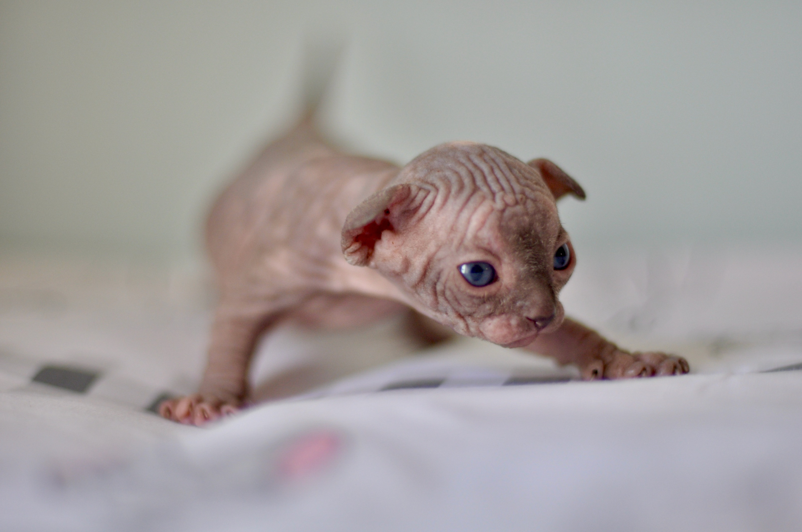 Sphynx kittens UK, Sphynx kittens United Kingdom, Sphynx kittens GB, Sphynx kittens Great Britain, Sphynx kittens London, Sphynx UK, Sphynx United Kingdom, Sphynx GB, Sphynx Great Britain, Sphynx London
