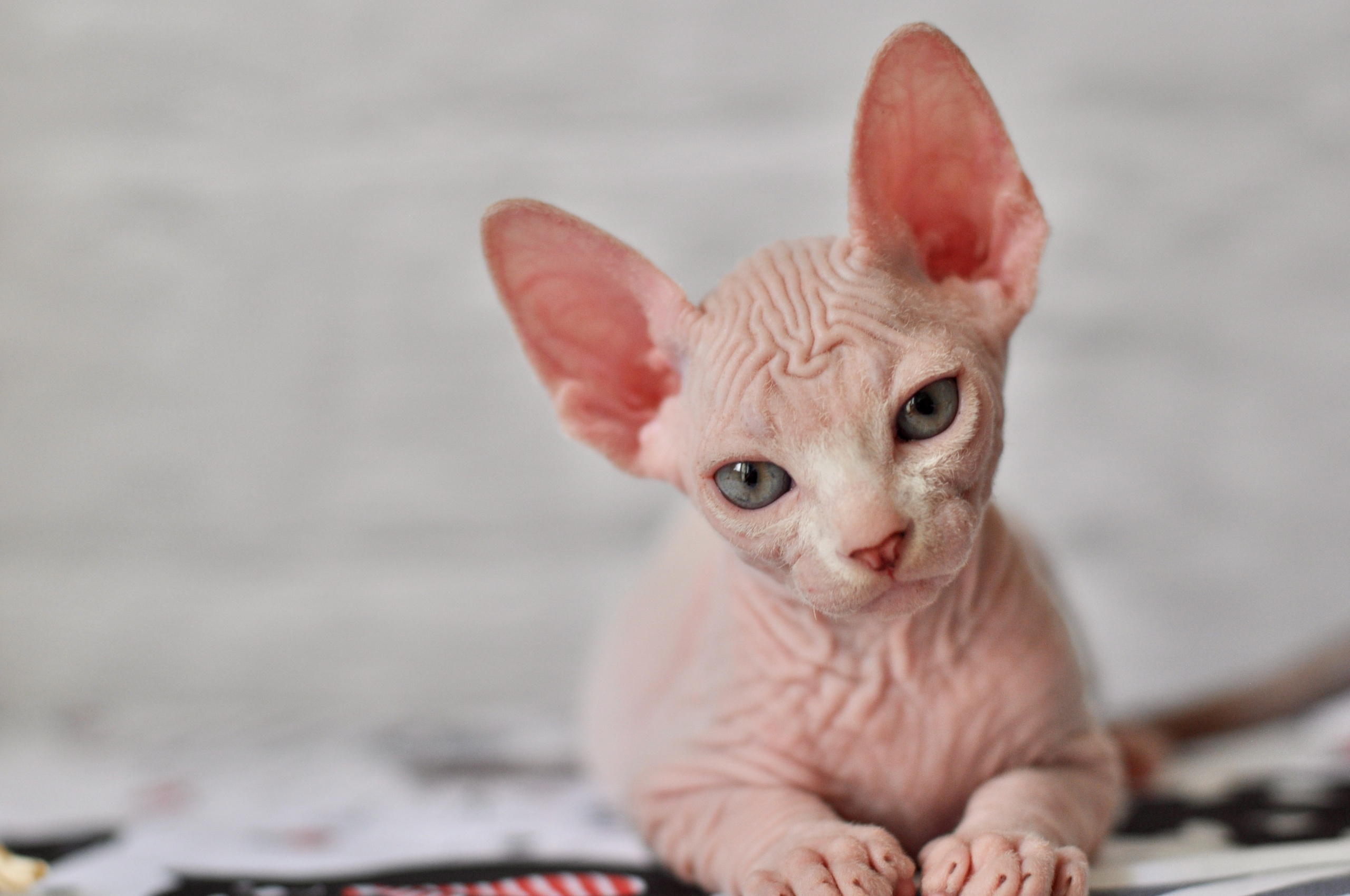 Sphynx kittens. A cattery of Canadian Sphynx breed, located in Limassol, Cyprus