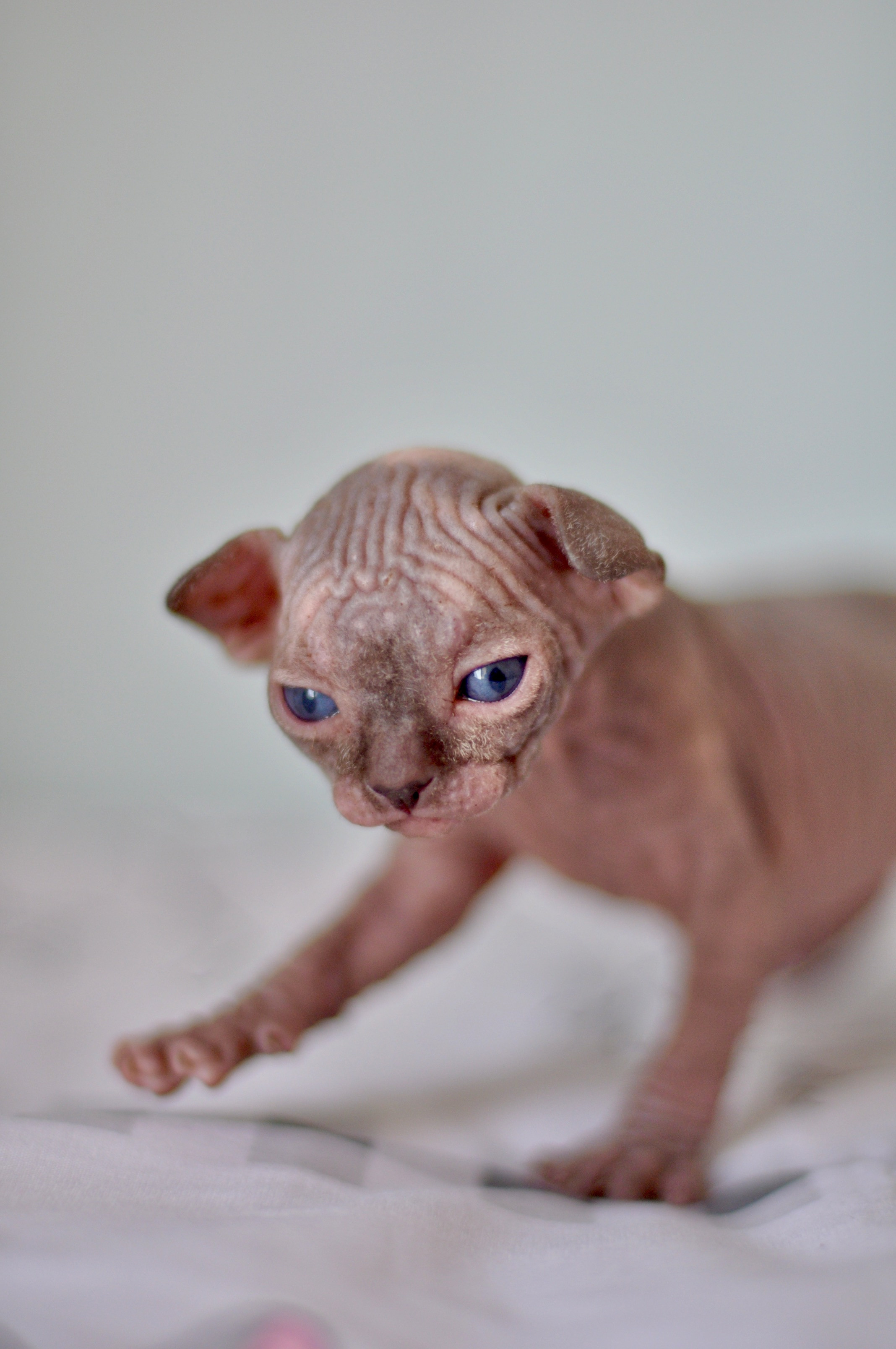 Sphynx kittens UK, Sphynx kittens United Kingdom, Sphynx kittens GB, Sphynx kittens Great Britain, Sphynx kittens London, Sphynx UK, Sphynx United Kingdom, Sphynx GB, Sphynx Great Britain, Sphynx London