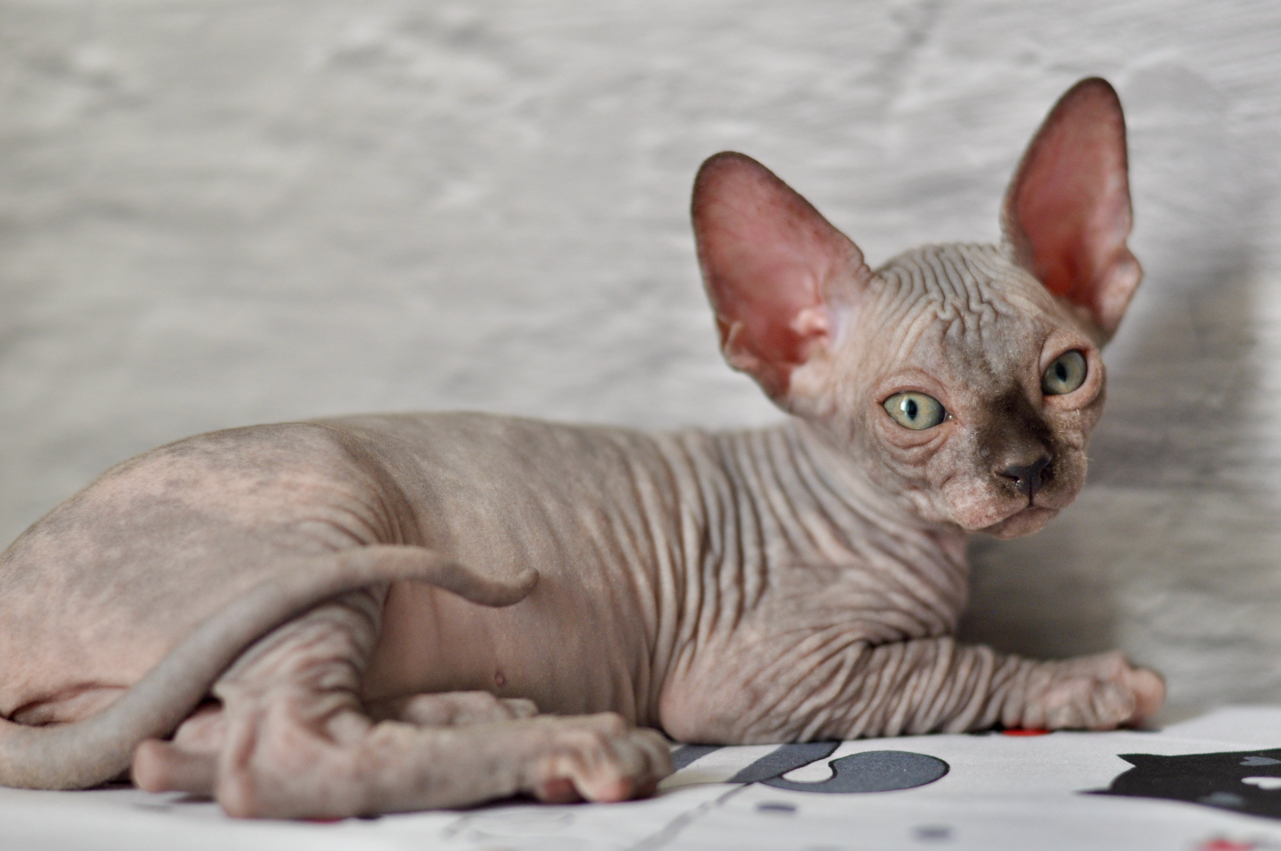 Sphynx kittens UK, Sphynx kittens United Kingdom, Sphynx kittens GB, Sphynx kittens Great Britain, Sphynx kittens London, Sphynx UK, Sphynx United Kingdom, Sphynx GB, Sphynx Great Britain, Sphynx London