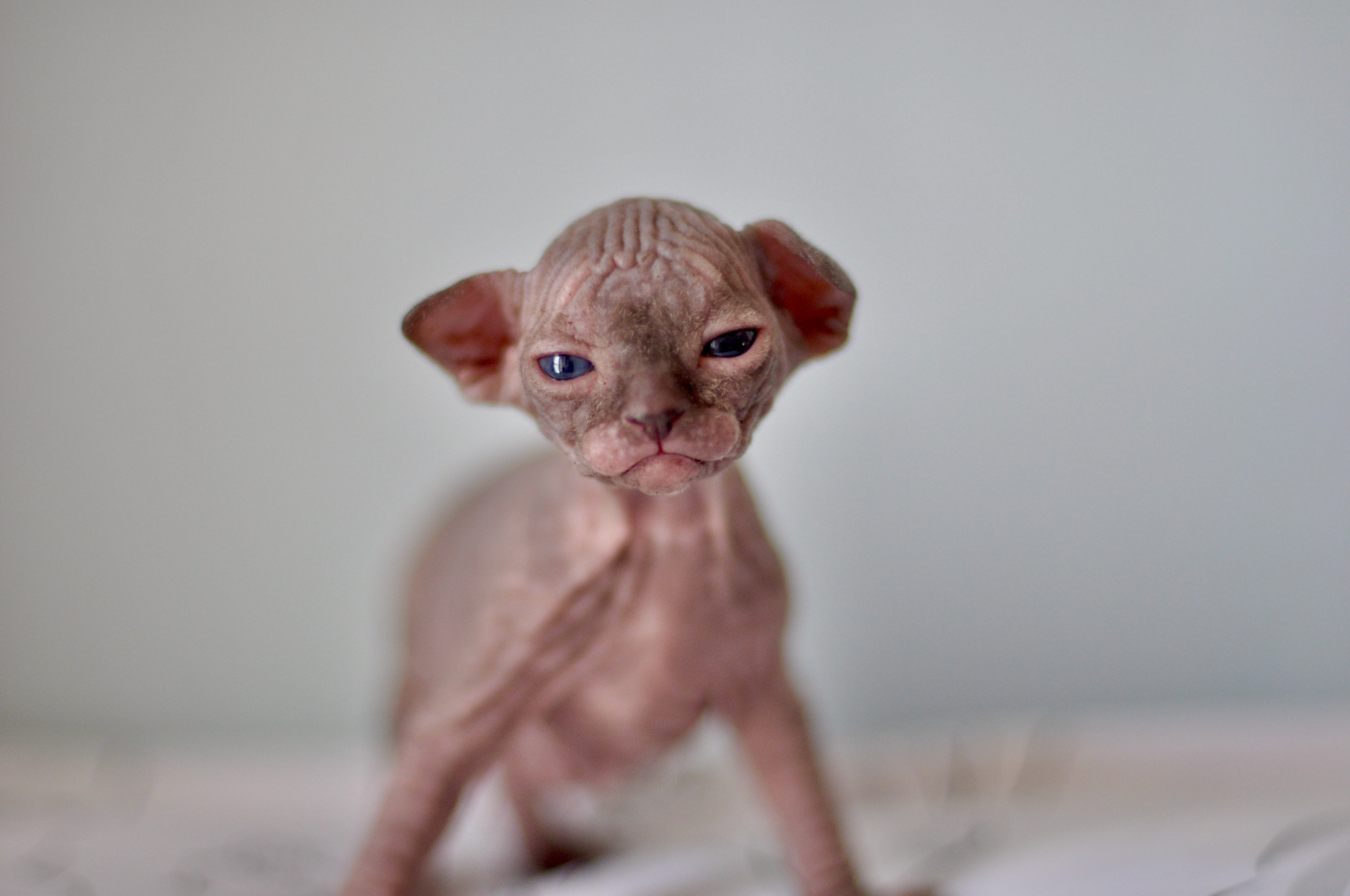 Sphynx kittens UK, Sphynx kittens United Kingdom, Sphynx kittens GB, Sphynx kittens Great Britain, Sphynx kittens London, Sphynx UK, Sphynx United Kingdom, Sphynx GB, Sphynx Great Britain, Sphynx London