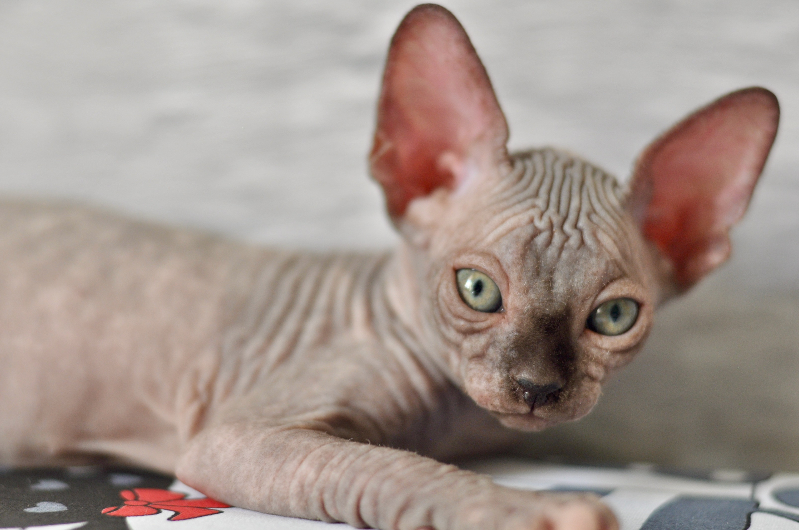Sphynx kittens UK, Sphynx kittens United Kingdom, Sphynx kittens GB, Sphynx kittens Great Britain, Sphynx kittens London, Sphynx UK, Sphynx United Kingdom, Sphynx GB, Sphynx Great Britain, Sphynx London