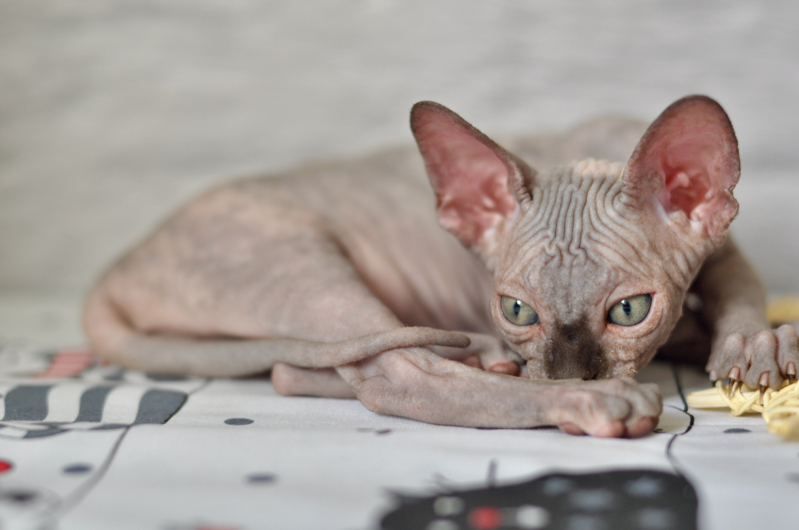 Sphynx kittens UK, Sphynx kittens United Kingdom, Sphynx kittens GB, Sphynx kittens Great Britain, Sphynx kittens London, Sphynx UK, Sphynx United Kingdom, Sphynx GB, Sphynx Great Britain, Sphynx London