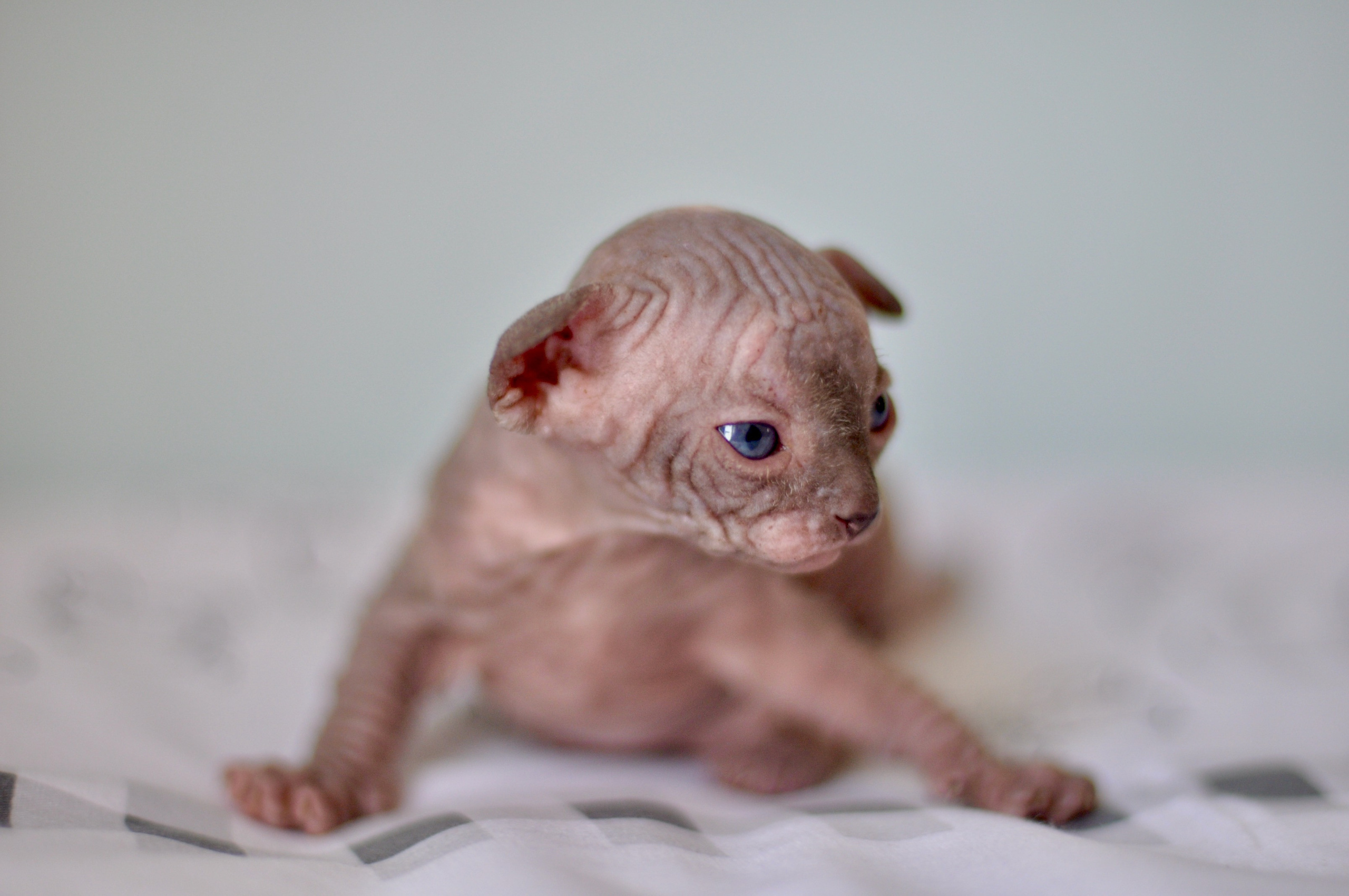 Sphynx kittens UK, Sphynx kittens United Kingdom, Sphynx kittens GB, Sphynx kittens Great Britain, Sphynx kittens London, Sphynx UK, Sphynx United Kingdom, Sphynx GB, Sphynx Great Britain, Sphynx London