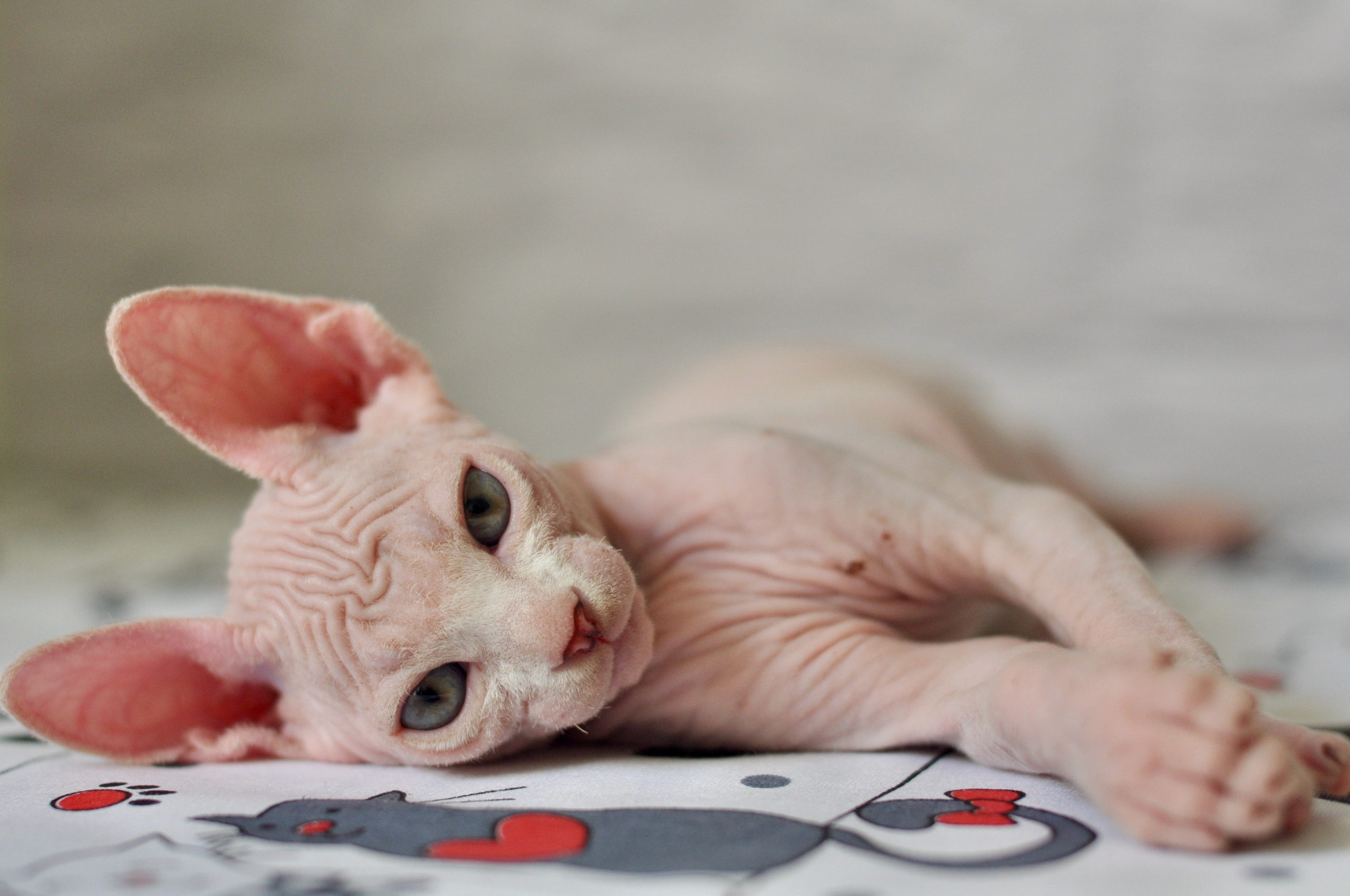 Sphynx kittens. A cattery of Canadian Sphynx breed, located in Limassol, Cyprus