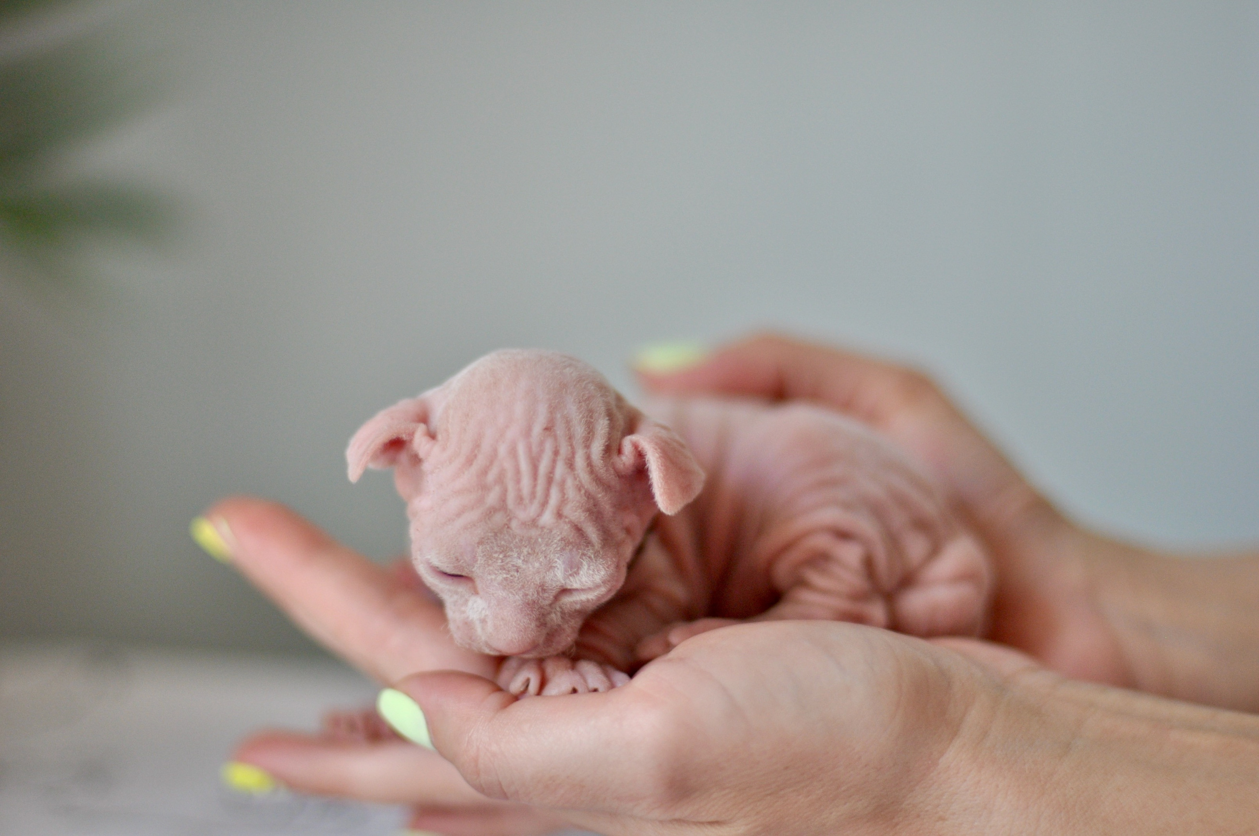 Sphynx kittens. A cattery of Canadian Sphynx breed, located in Limassol, Cyprus