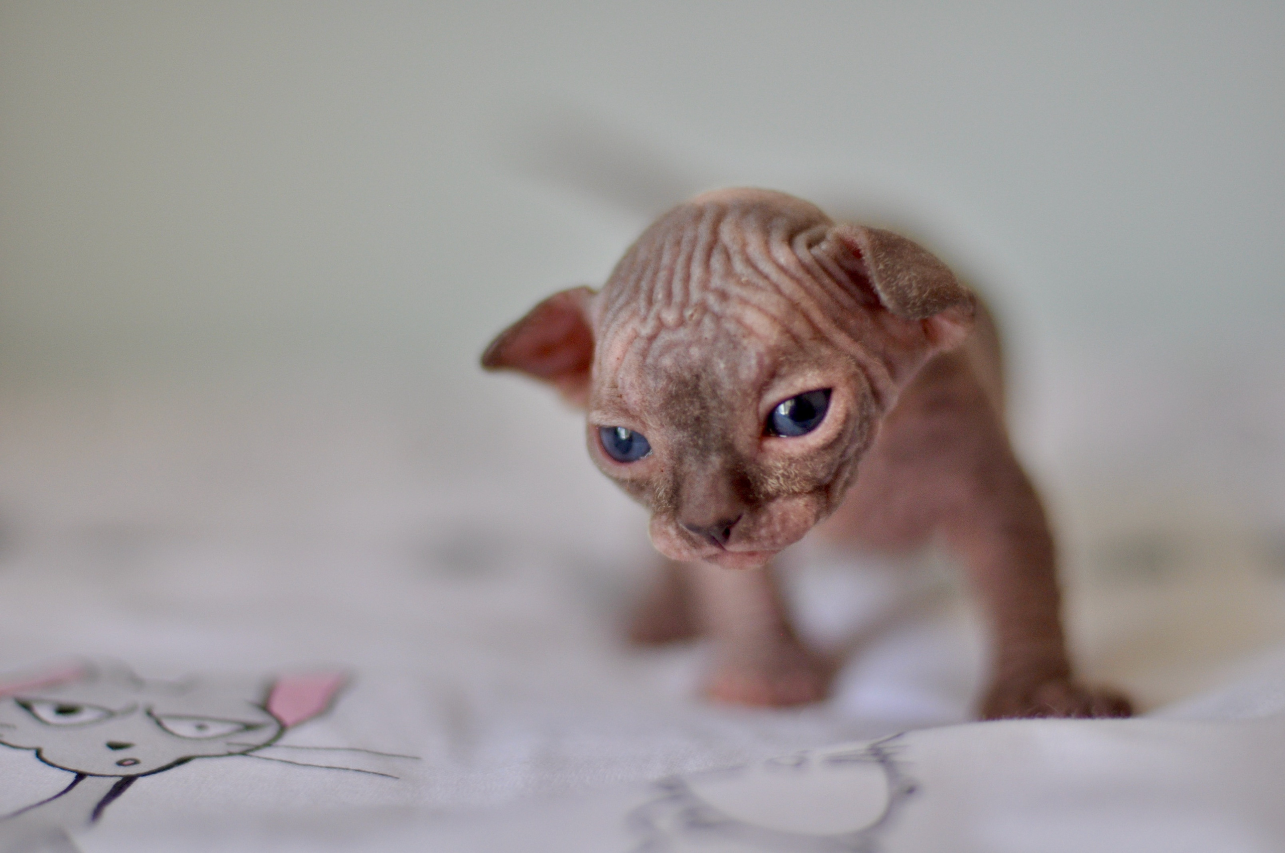 Sphynx kittens UK, Sphynx kittens United Kingdom, Sphynx kittens GB, Sphynx kittens Great Britain, Sphynx kittens London, Sphynx UK, Sphynx United Kingdom, Sphynx GB, Sphynx Great Britain, Sphynx London