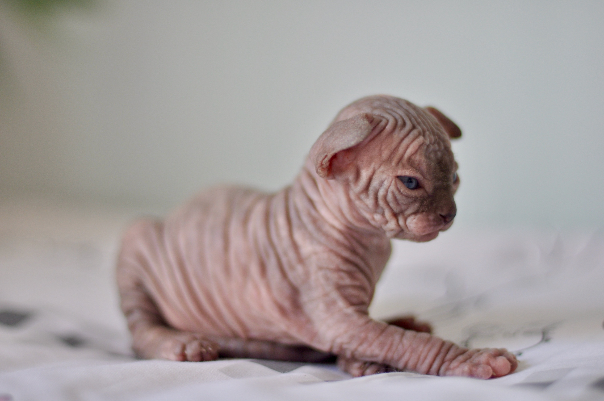 Sphynx kittens UK, Sphynx kittens United Kingdom, Sphynx kittens GB, Sphynx kittens Great Britain, Sphynx kittens London, Sphynx UK, Sphynx United Kingdom, Sphynx GB, Sphynx Great Britain, Sphynx London