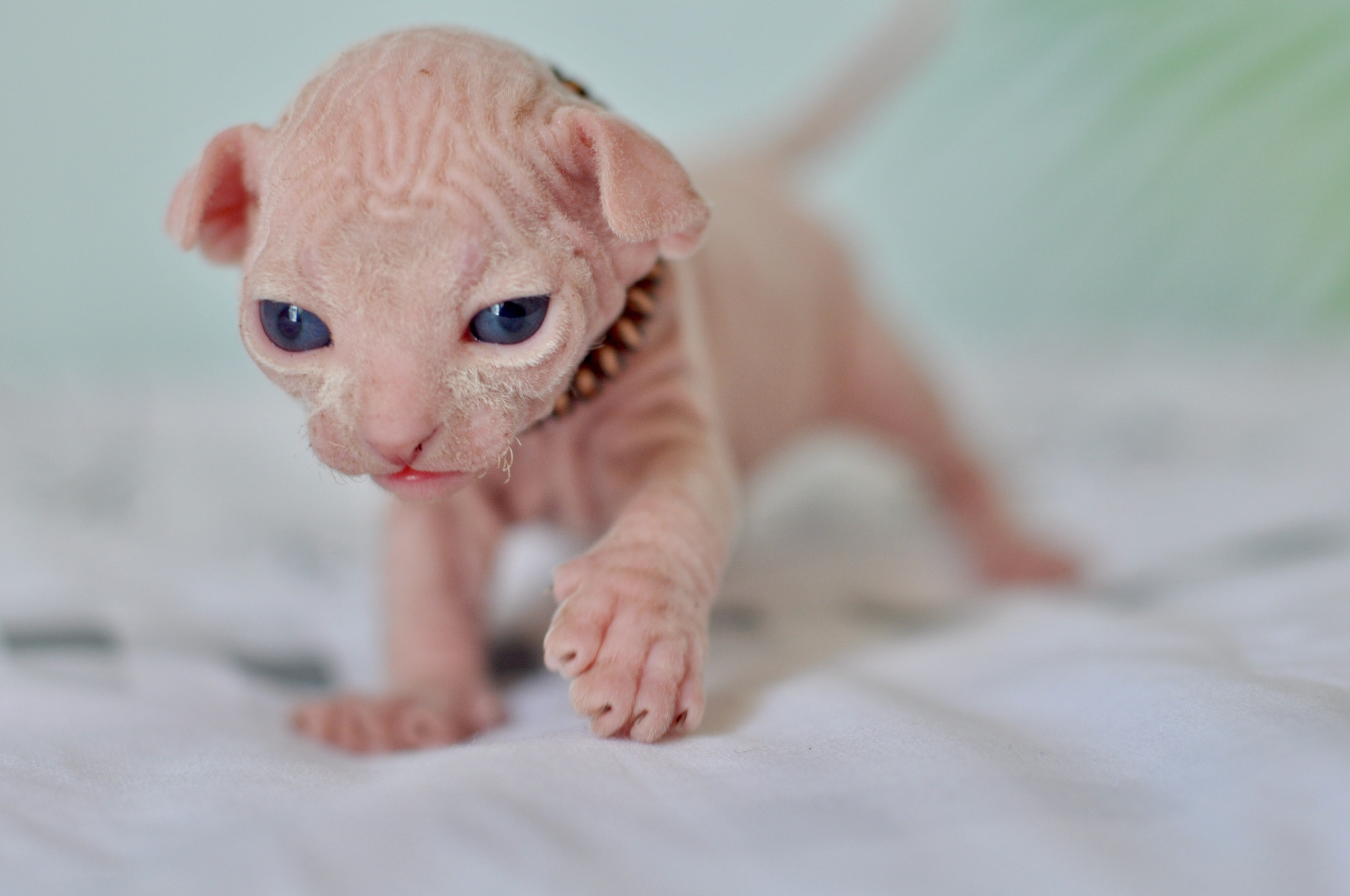 Sphynx kittens. A cattery of Canadian Sphynx breed, located in Limassol, Cyprus