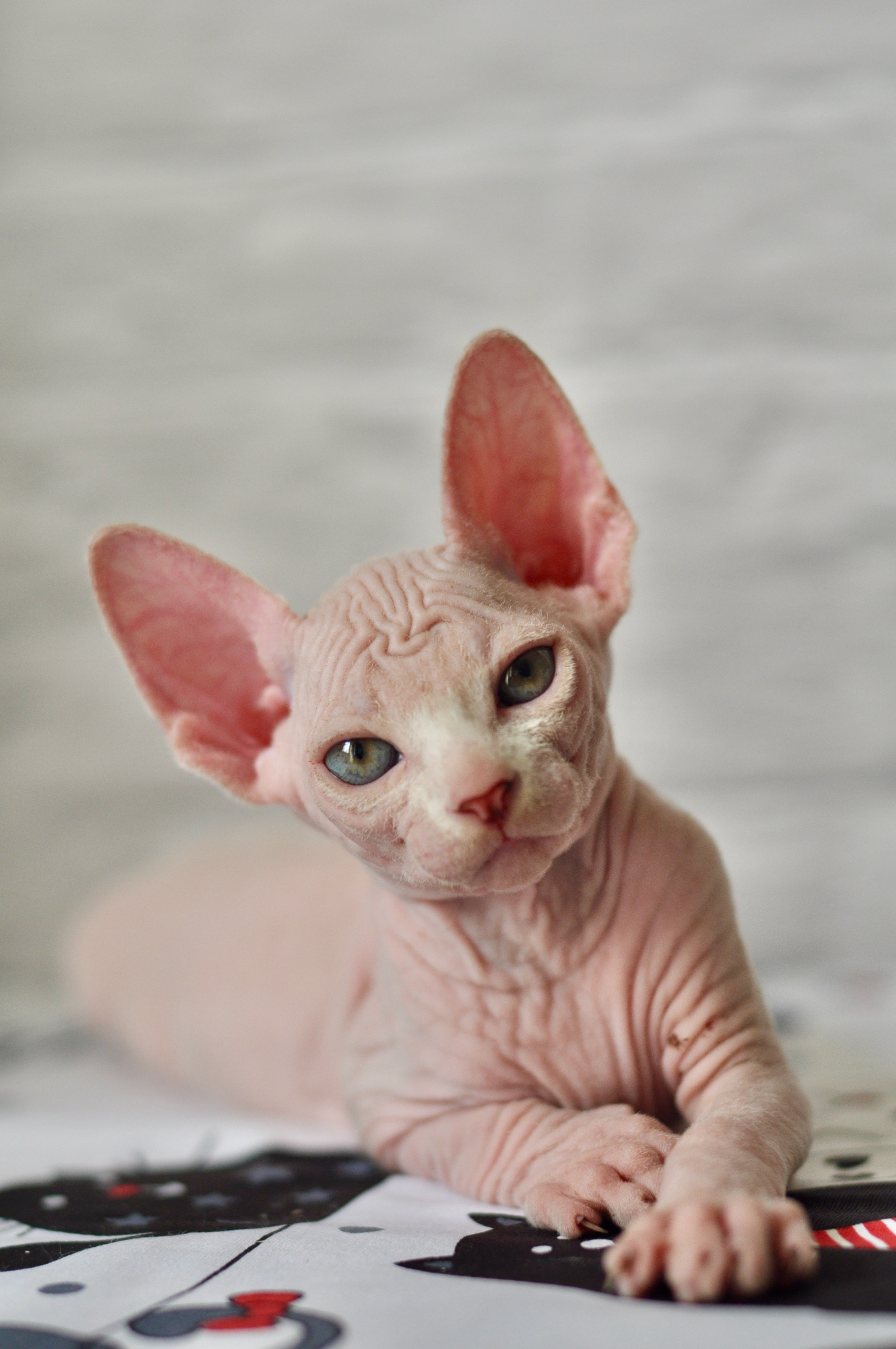 Sphynx kittens. A cattery of Canadian Sphynx breed, located in Limassol, Cyprus