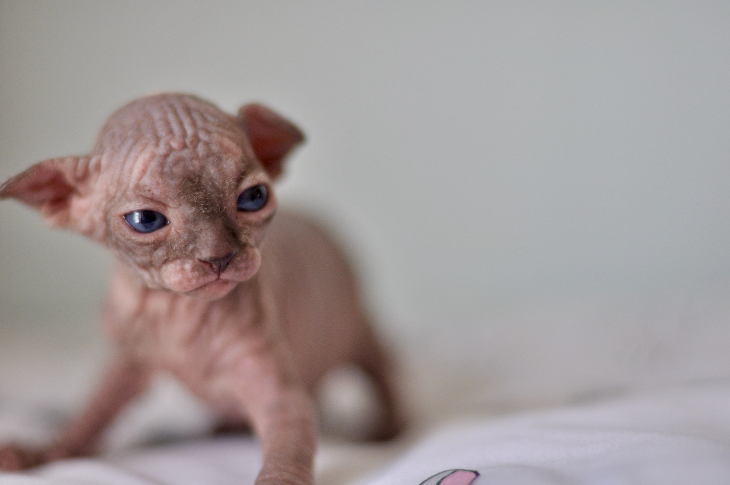 Sphynx kittens UK, Sphynx kittens United Kingdom, Sphynx kittens GB, Sphynx kittens Great Britain, Sphynx kittens London, Sphynx UK, Sphynx United Kingdom, Sphynx GB, Sphynx Great Britain, Sphynx London