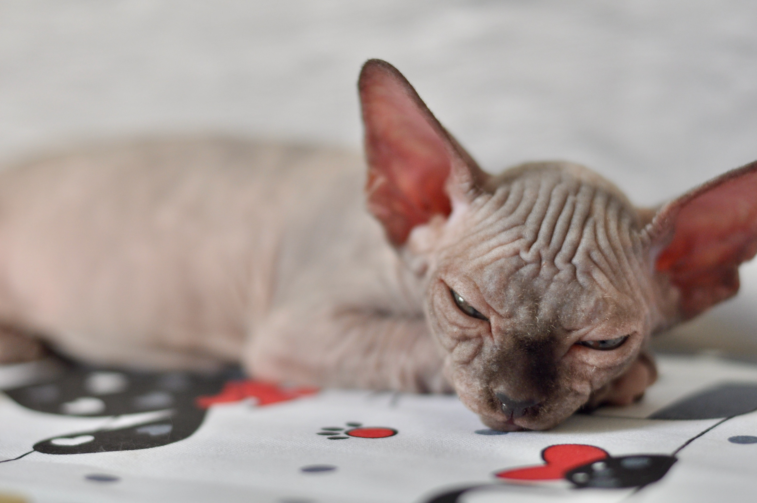 Sphynx kittens UK, Sphynx kittens United Kingdom, Sphynx kittens GB, Sphynx kittens Great Britain, Sphynx kittens London, Sphynx UK, Sphynx United Kingdom, Sphynx GB, Sphynx Great Britain, Sphynx London