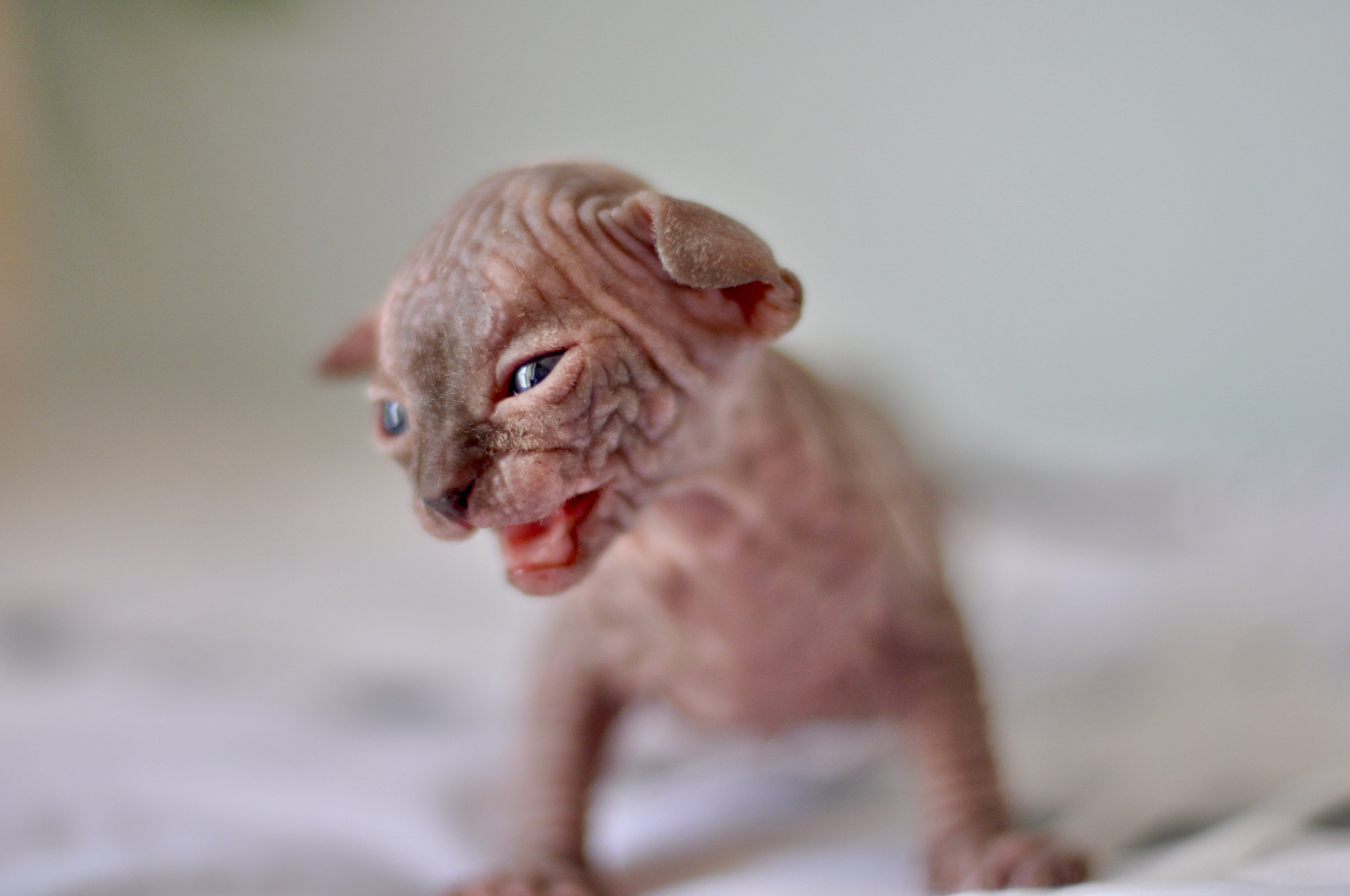 Sphynx kittens UK, Sphynx kittens United Kingdom, Sphynx kittens GB, Sphynx kittens Great Britain, Sphynx kittens London, Sphynx UK, Sphynx United Kingdom, Sphynx GB, Sphynx Great Britain, Sphynx London