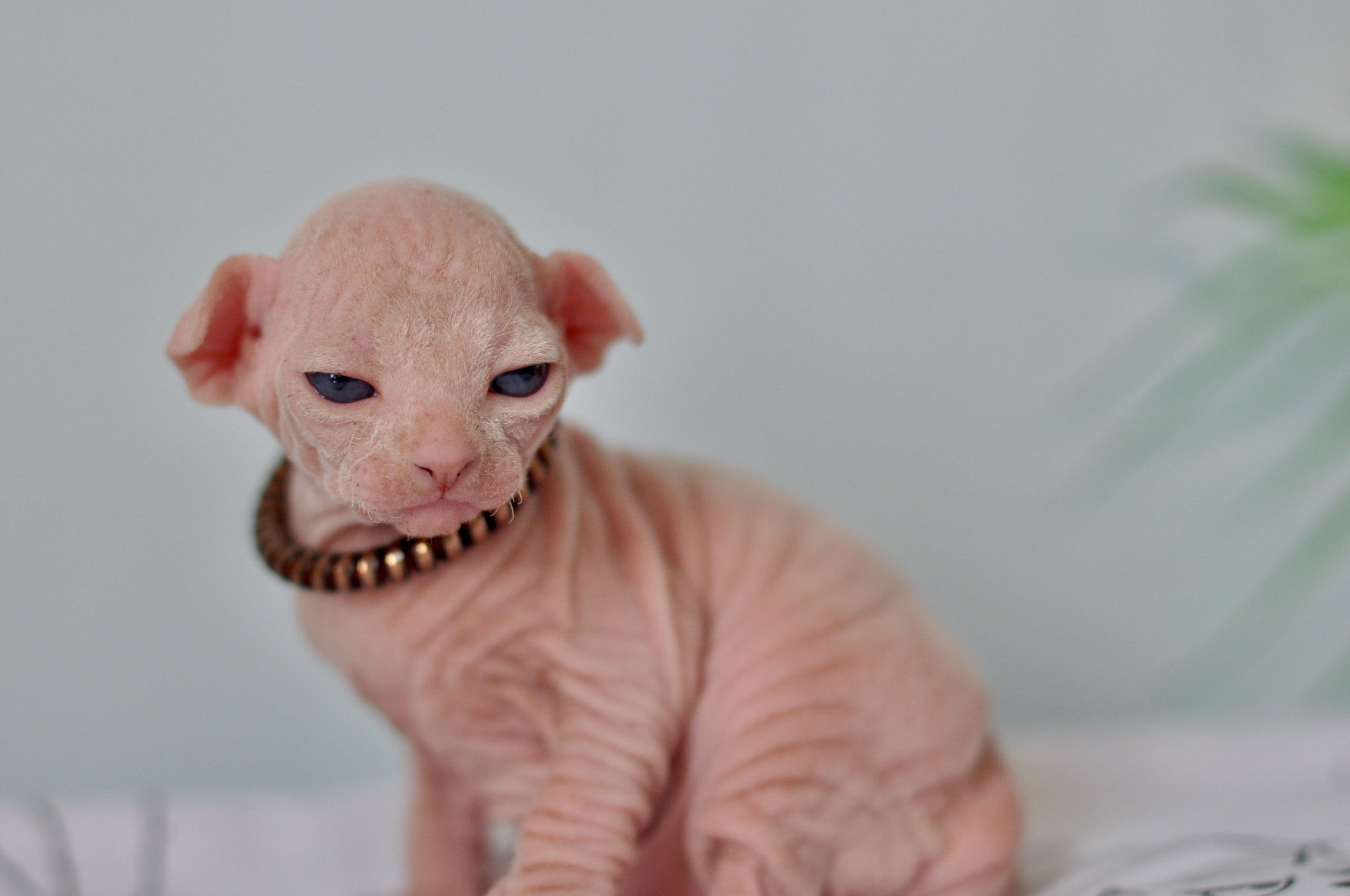 Sphynx kittens. A cattery of Canadian Sphynx breed, located in Limassol, Cyprus