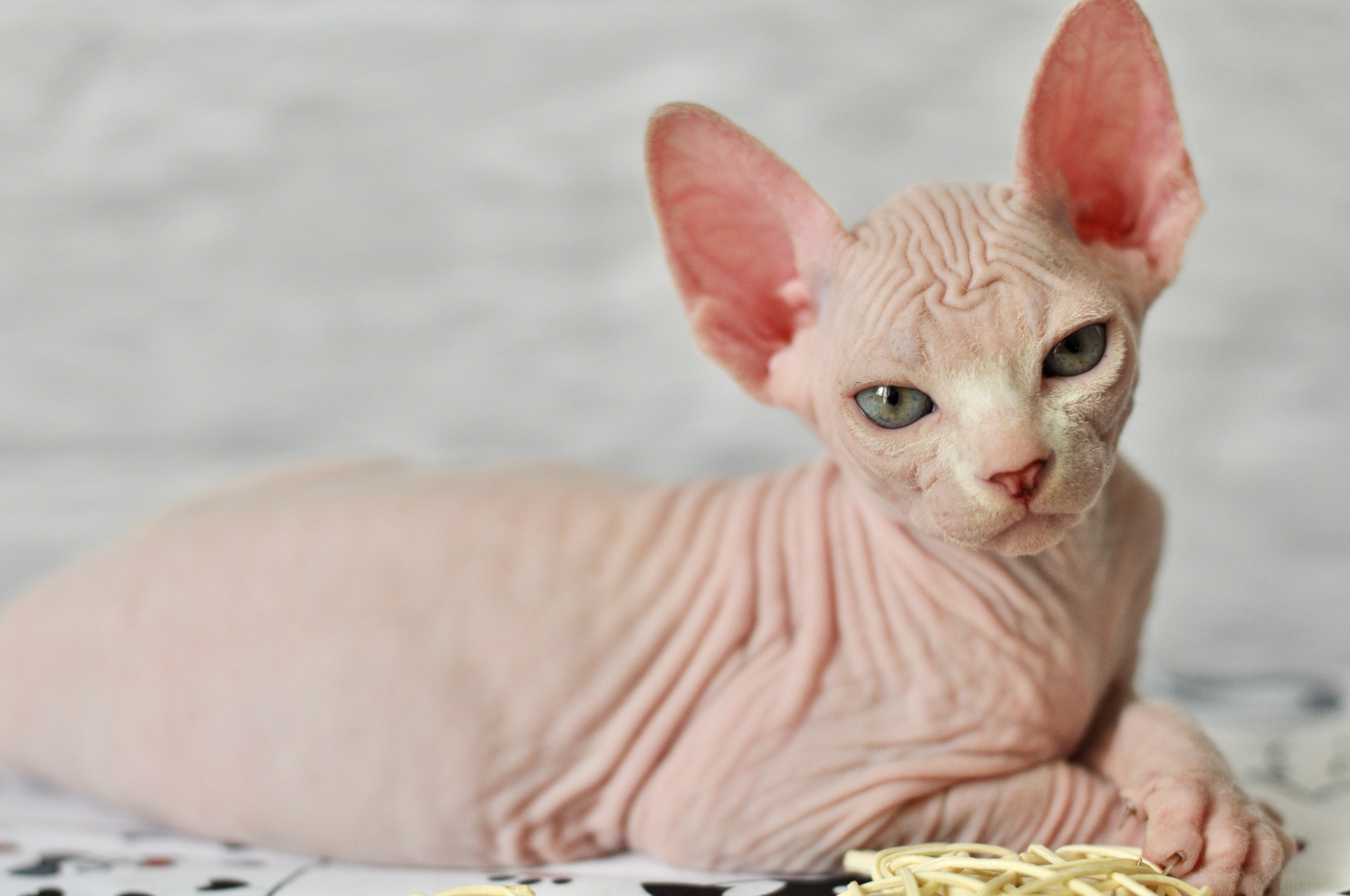 Sphynx kittens. A cattery of Canadian Sphynx breed, located in Limassol, Cyprus